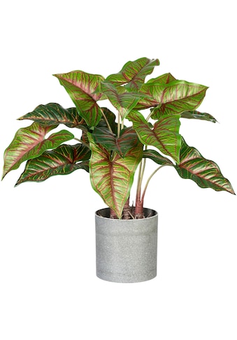 Creativ green Künstliche Zimmerpflanze »Taropflanze«, (1 St.), im Melamintopf kaufen
