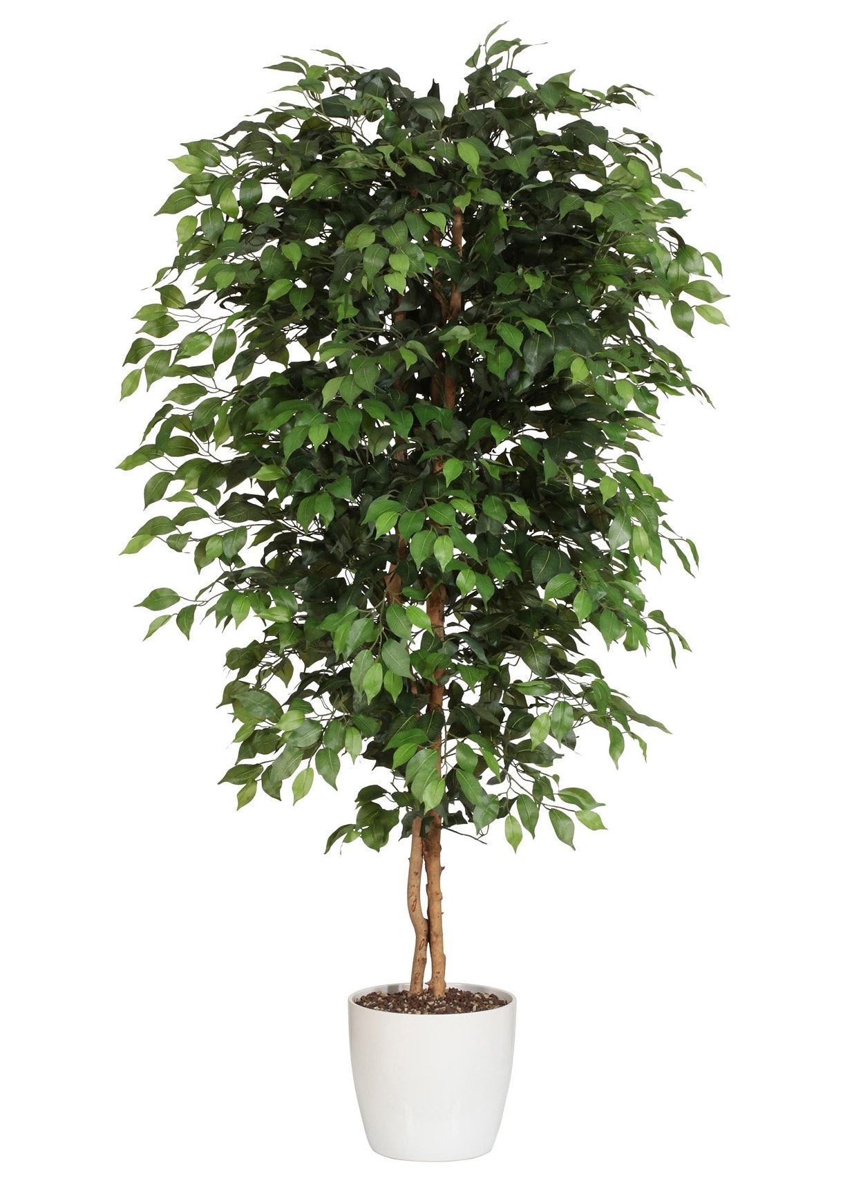 online »Ficus Kunstpflanze green Benjamini« bestellen Creativ