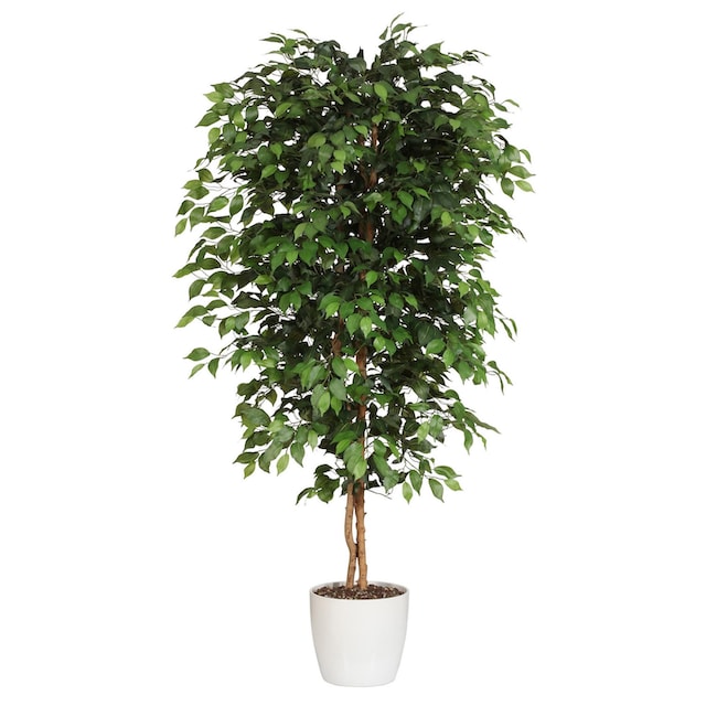 Creativ green Kunstpflanze »Ficus Benjamini« online bestellen