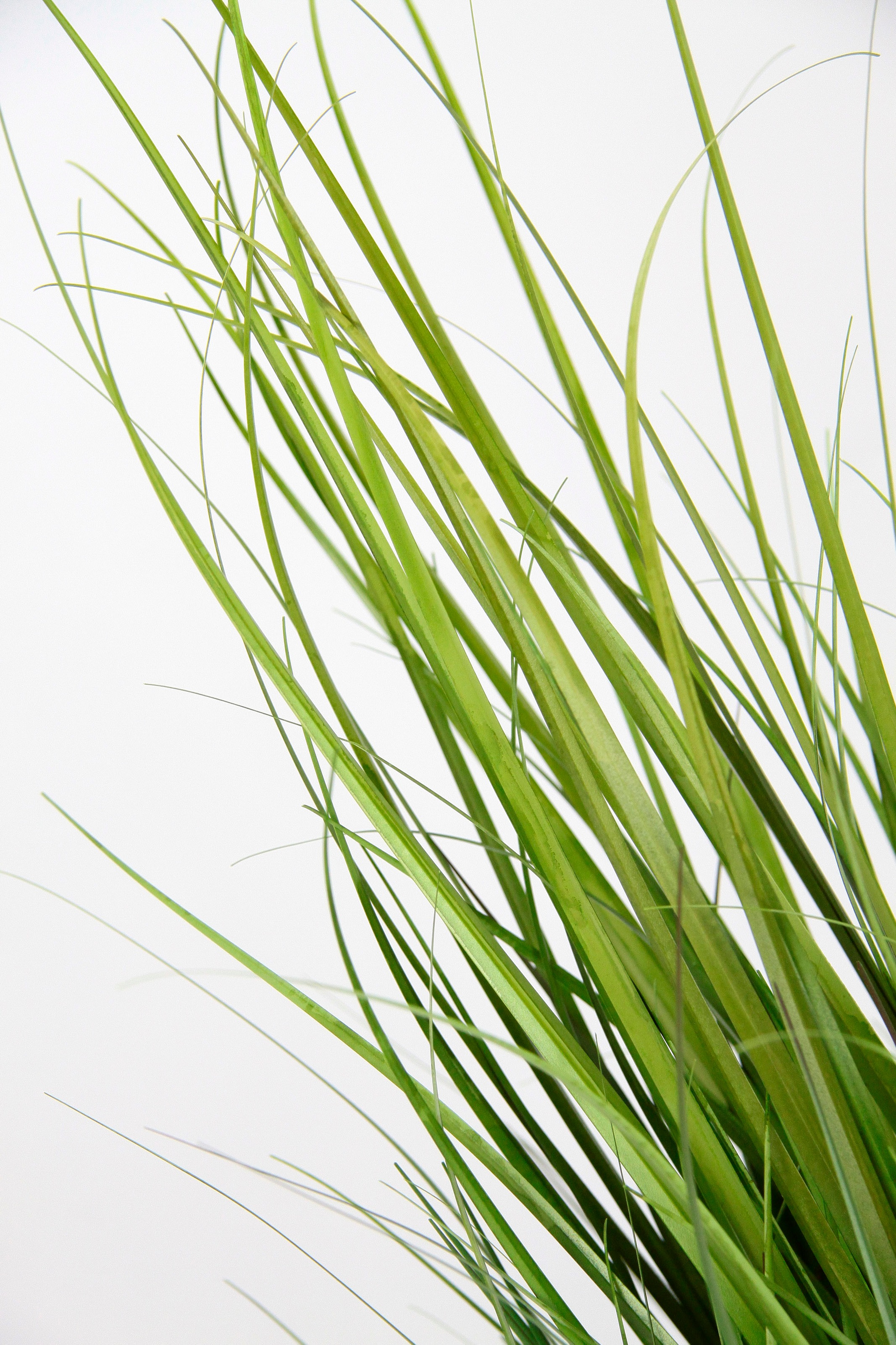I.GE.A. Kunstpflanze »Grasbusch«, Kunstpflanze