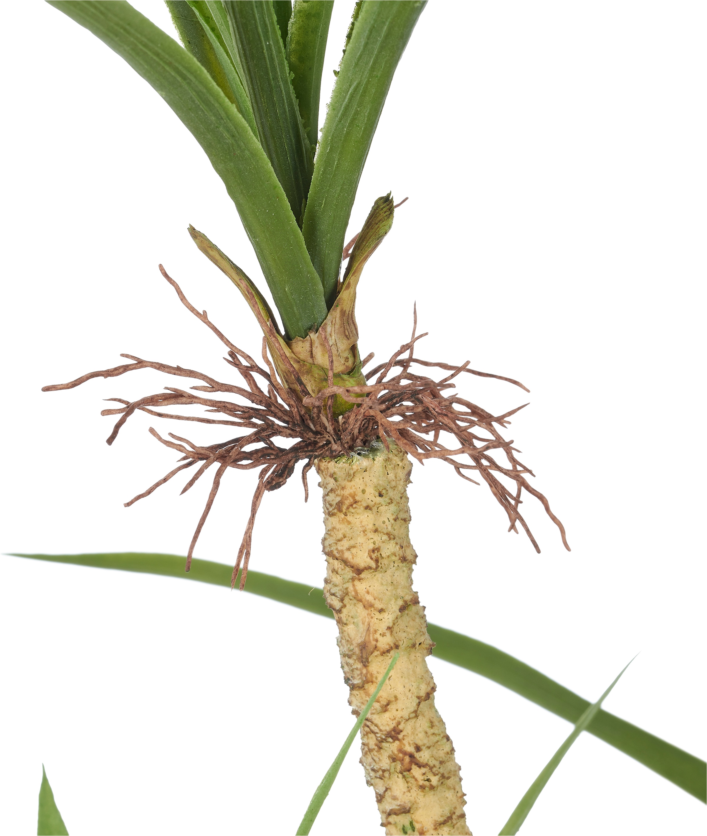 Creativ green Kunstbaum »Dracaena marginata« mit 6 Stämmen