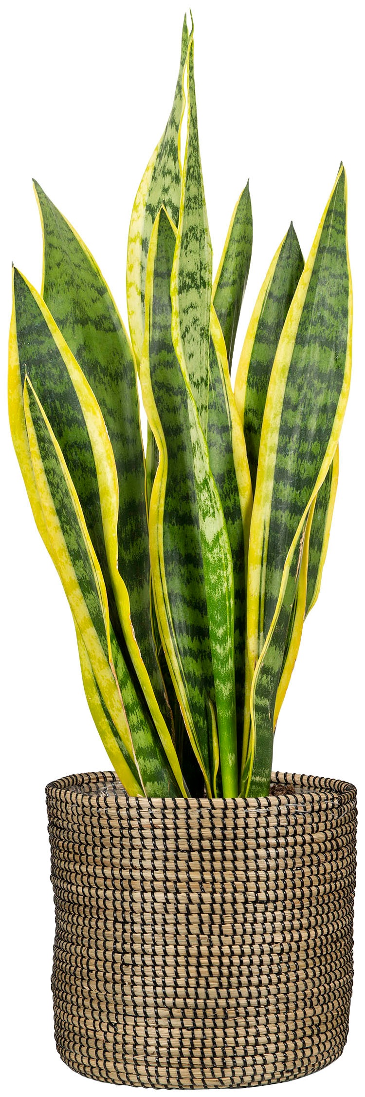 Scheurich Blumentopf »black 15/513«