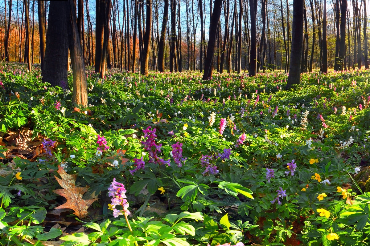 Papermoon Fototapete »Blumenwiese im Wald« günstig online kaufen