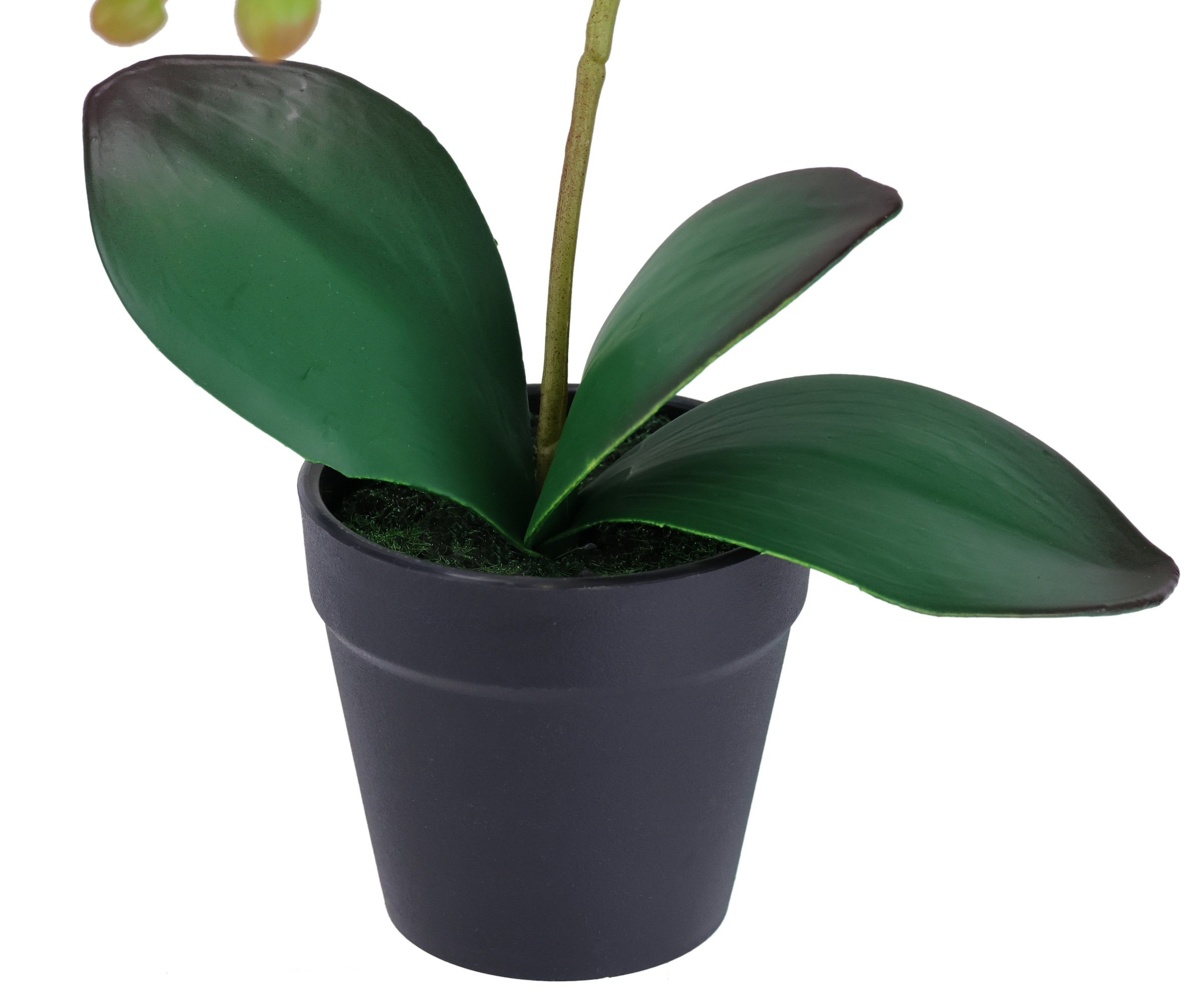 I.GE.A. Kunstorchidee »Orchidee im Topf 2er Set«, Künstliche Phalaenopsis 30cm Real Touch Blume Kunstblume Seidenblume