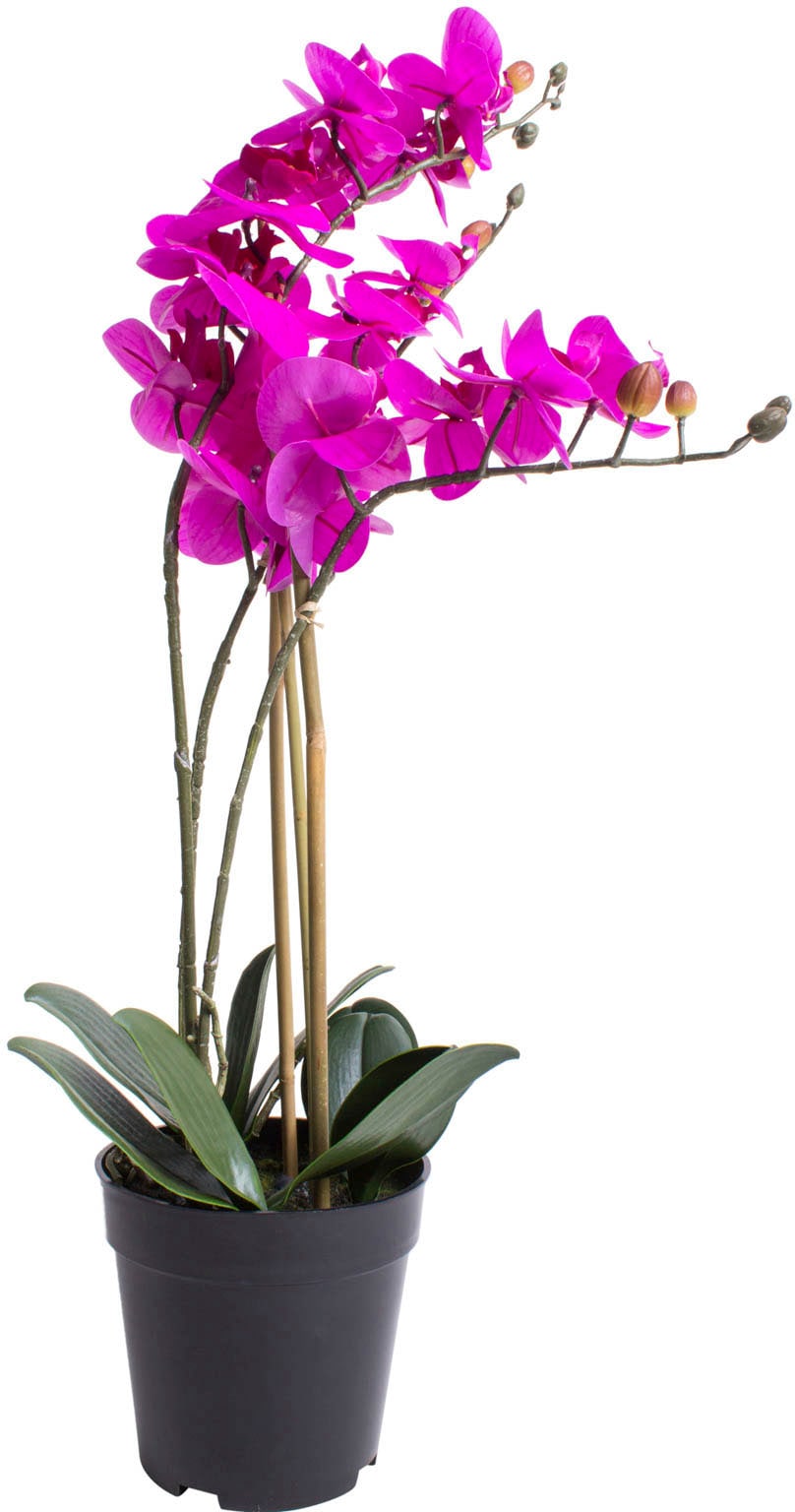 »Orchidee auf Botanic-Haus Bora« Raten Kunstorchidee kaufen