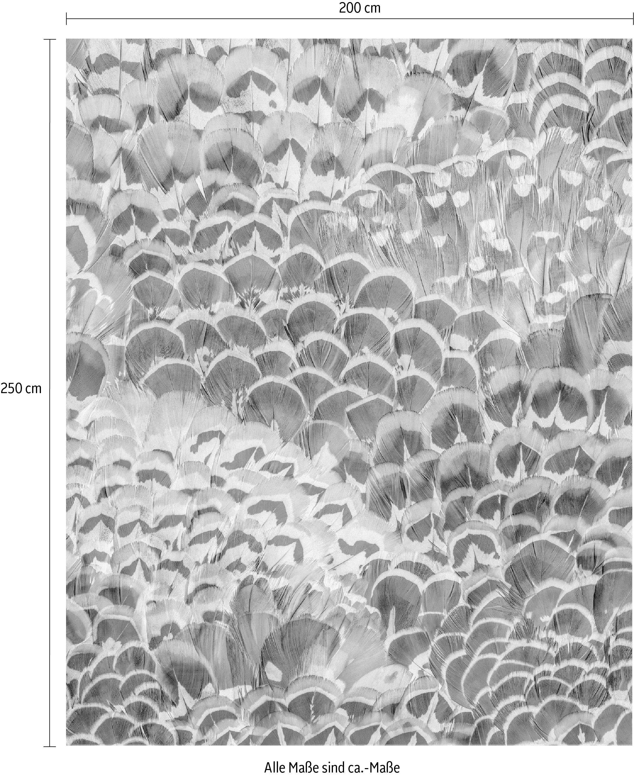 Komar Vliestapete »Digitaldruck Vlies - Pale Feathers - Größe 200 x 250 cm«, bedruckt, Wohnzimmer, Schlafzimmer