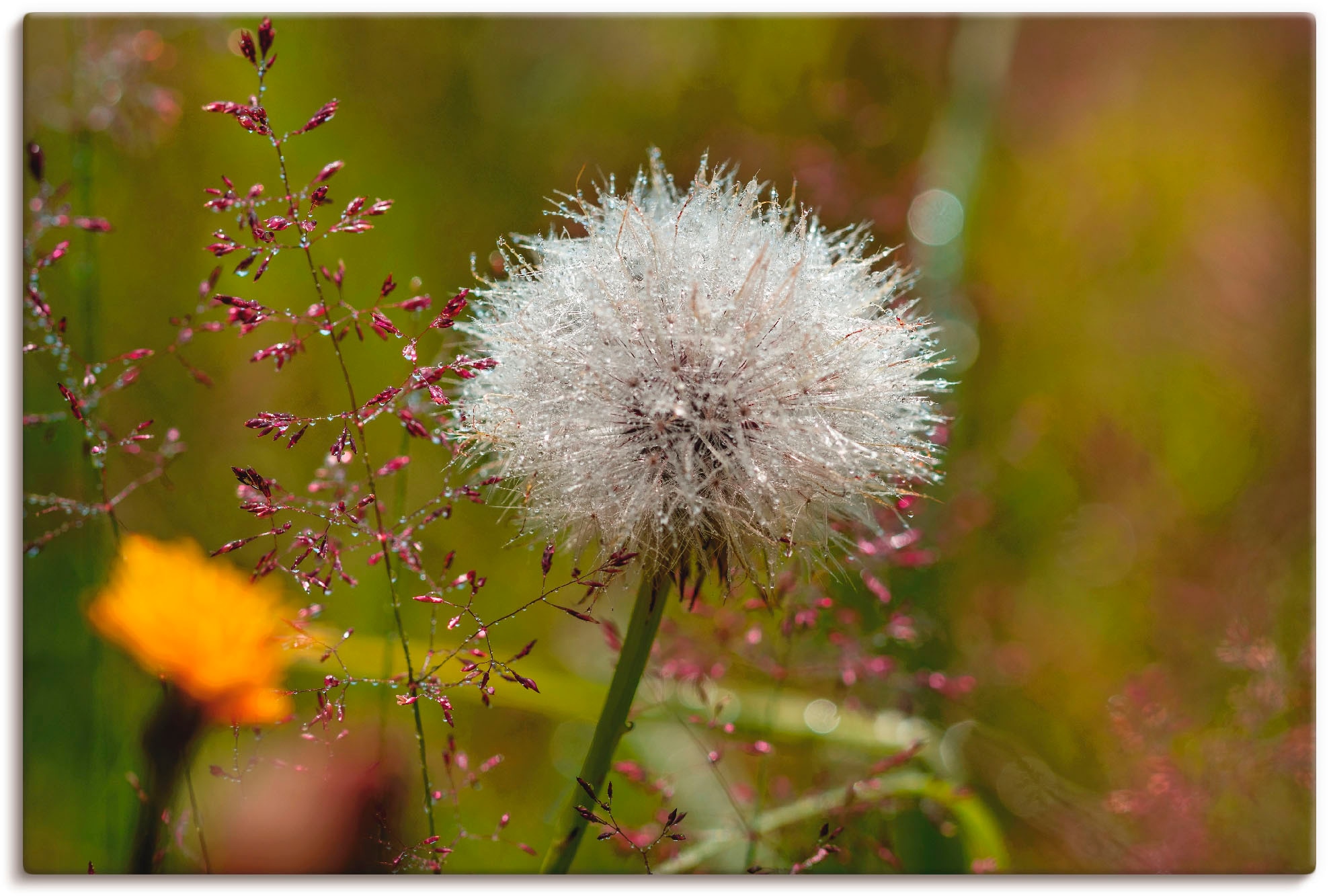 Artland Wandbild »Pusteblume im Blumenfeld«, Blumen, (1 St.), als Leinwandb günstig online kaufen