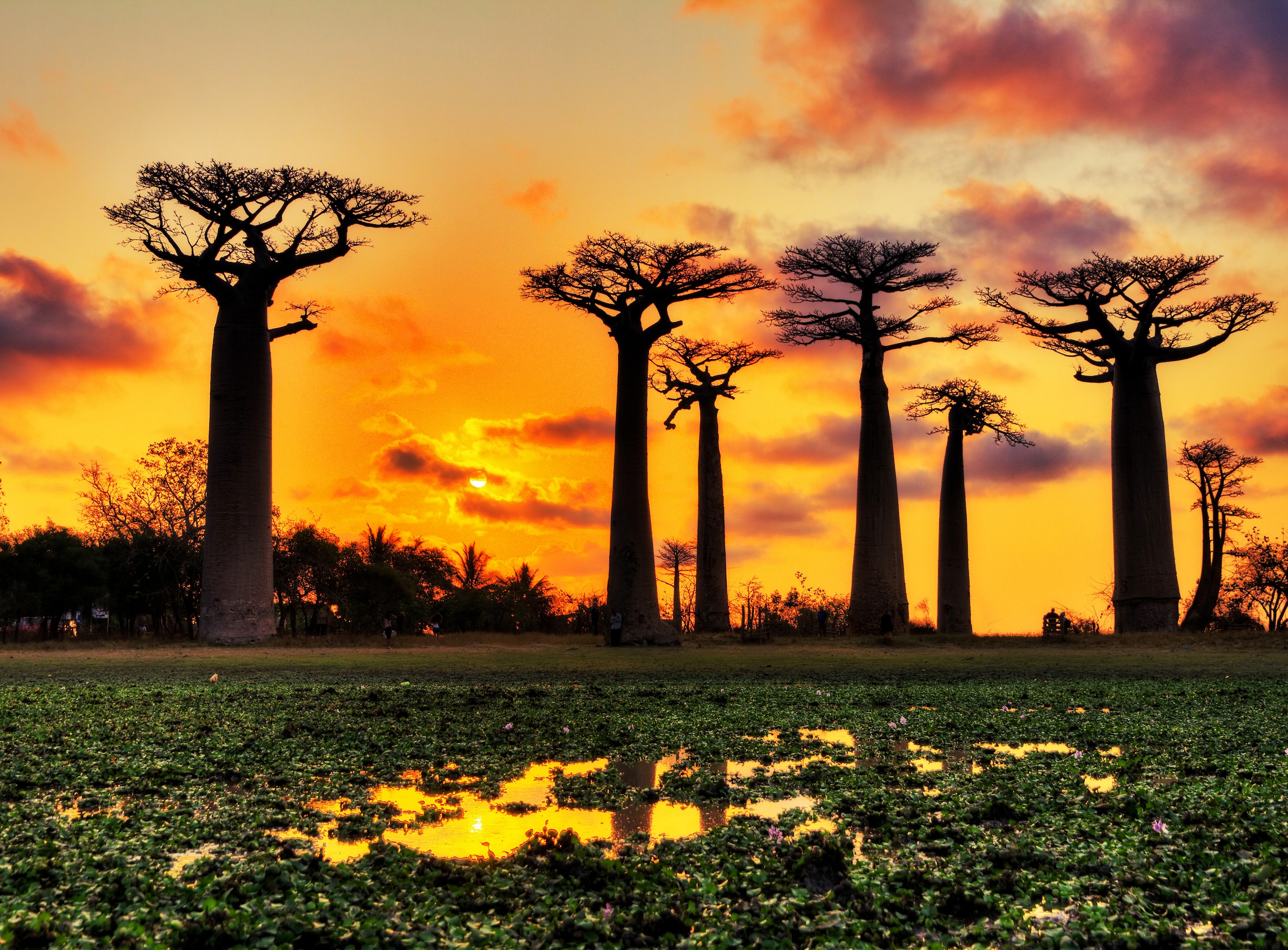 Papermoon Fototapete »Baobabs Trees African Sunset« günstig online kaufen