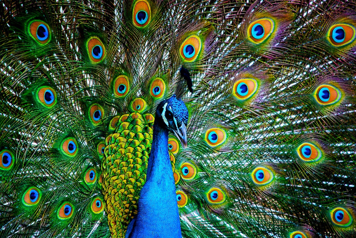 Papermoon Fototapete »Peacock« glatt günstig online kaufen