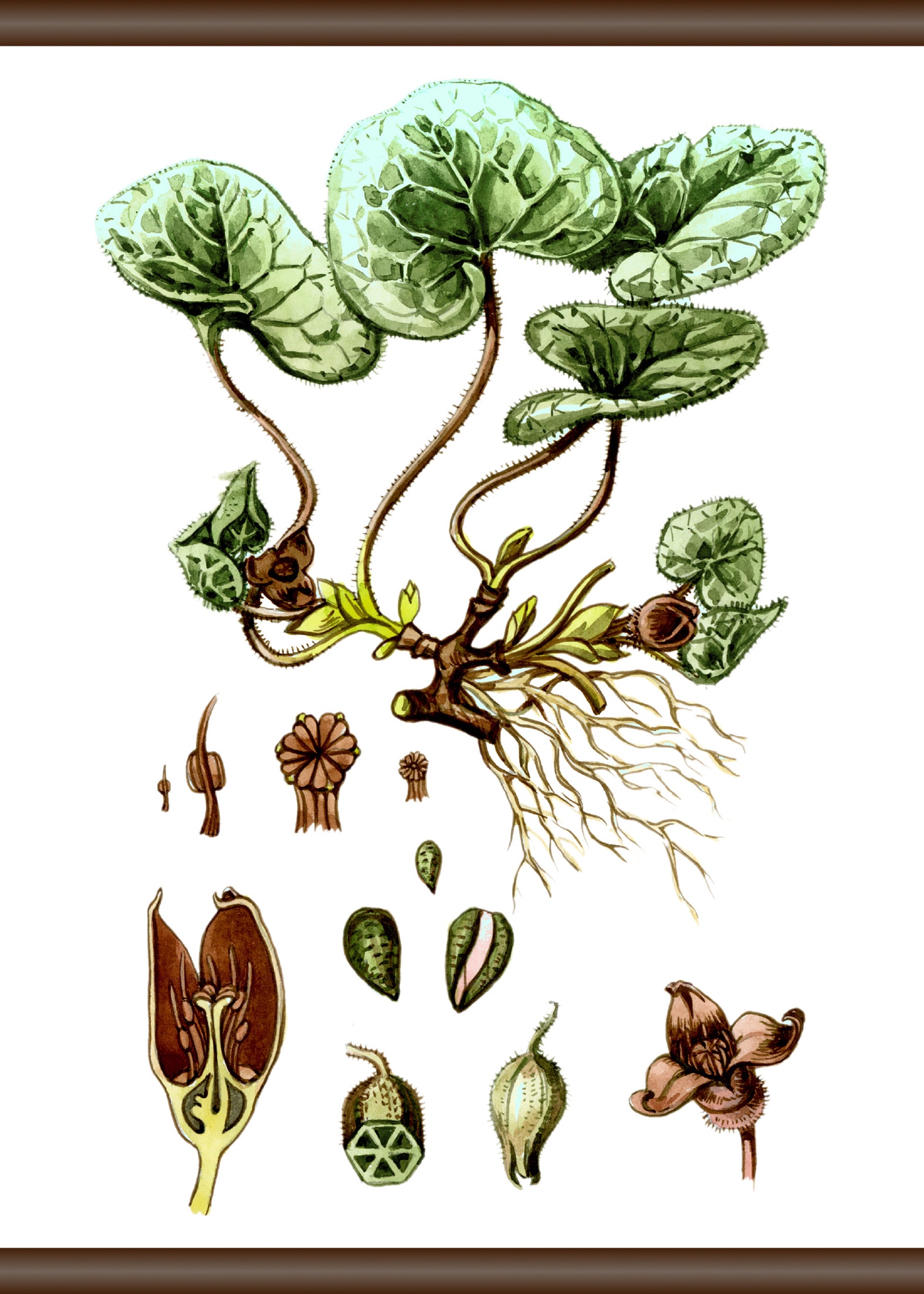 queence Leinwandbild »Pflanzen Anatomie«, 50x70 cm auf Raten bestellen