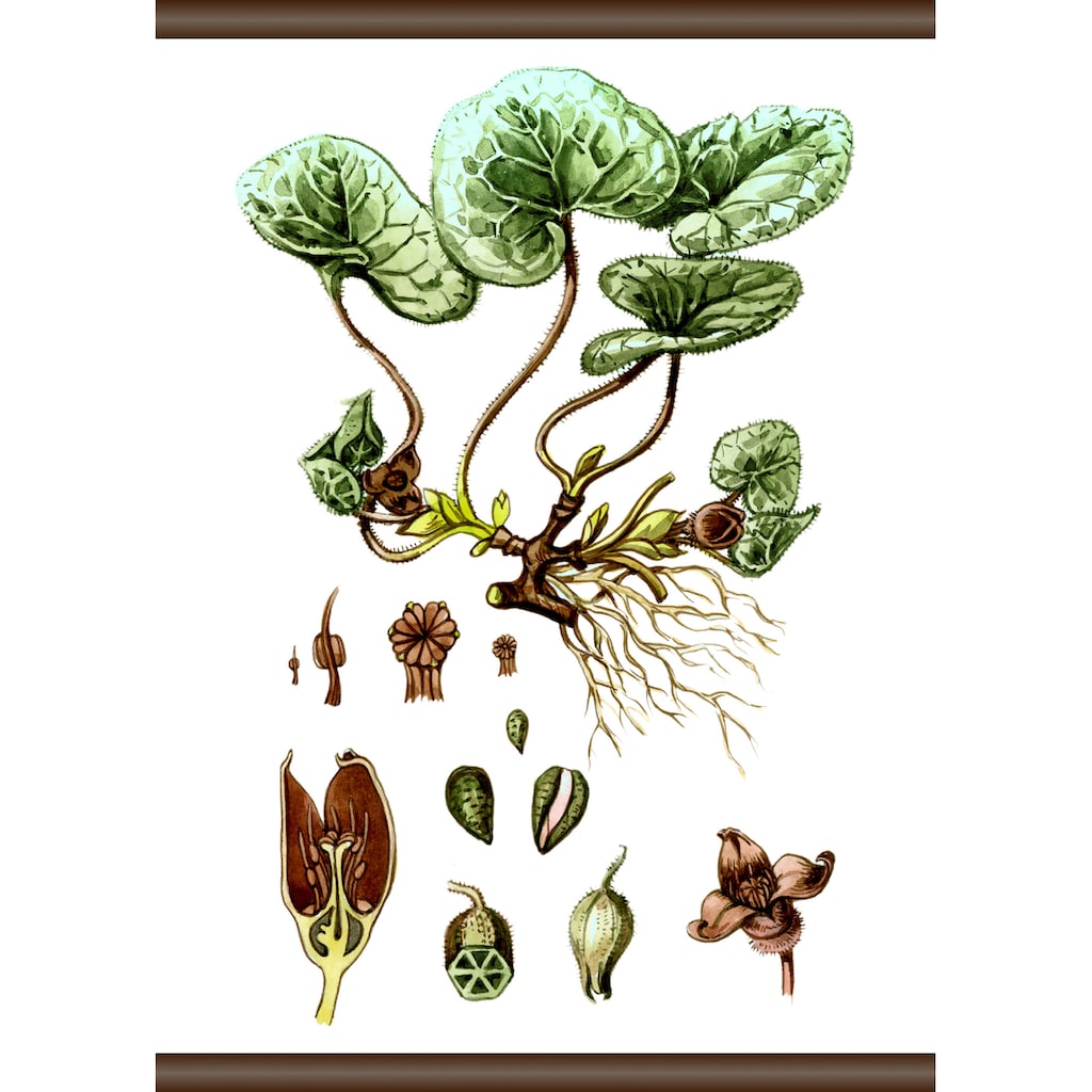 queence Leinwandbild »Pflanzen Anatomie«