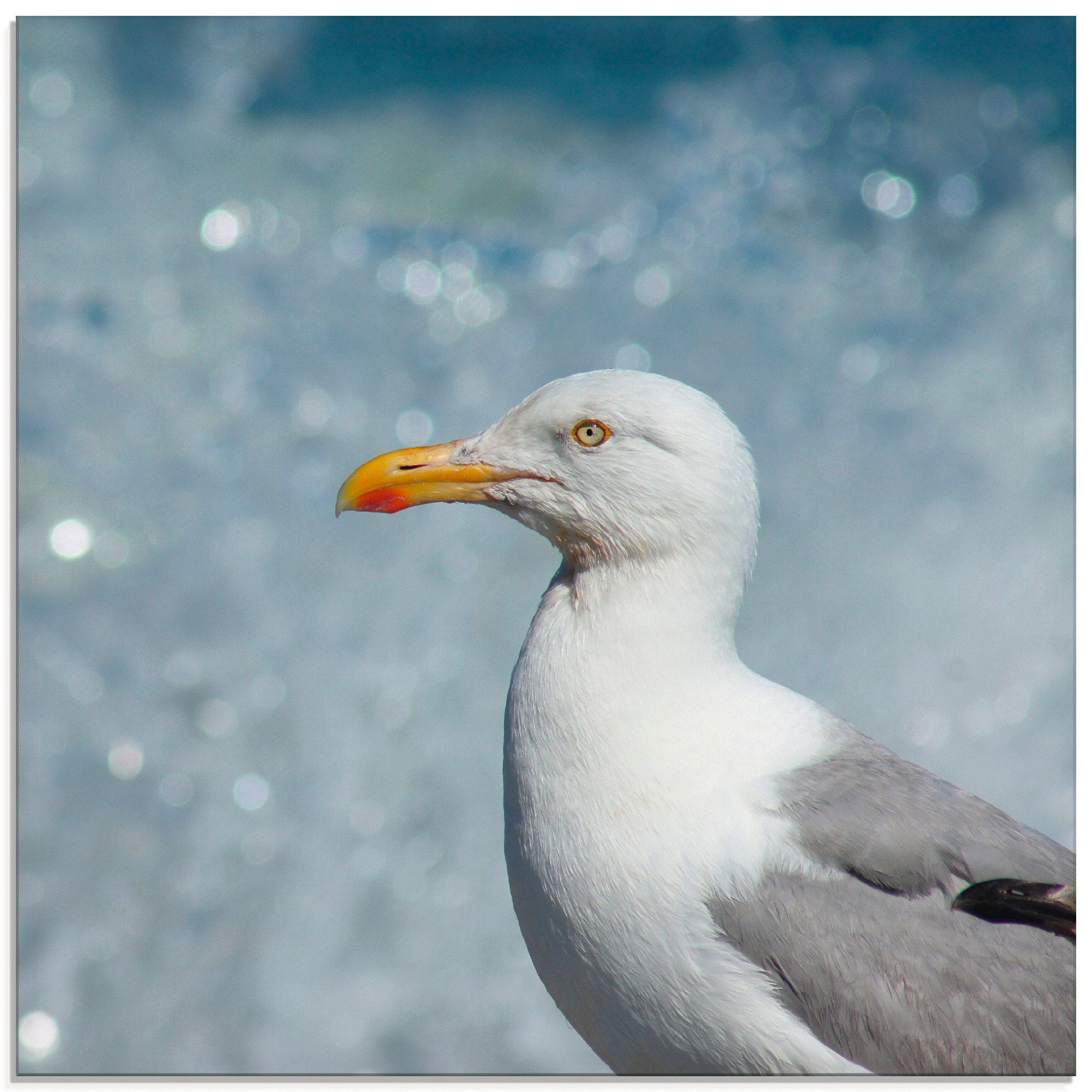 Artland Glasbild »Möwe an der Nordseeküste«, Vögel, (1 St.), in verschiedenen Größen