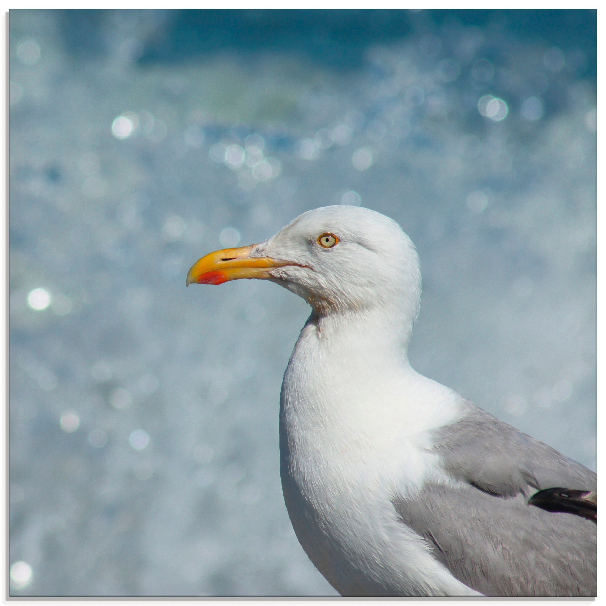 Artland Glasbild »Möwe an der Nordseeküste«, Vögel, (1 St.), in verschieden günstig online kaufen