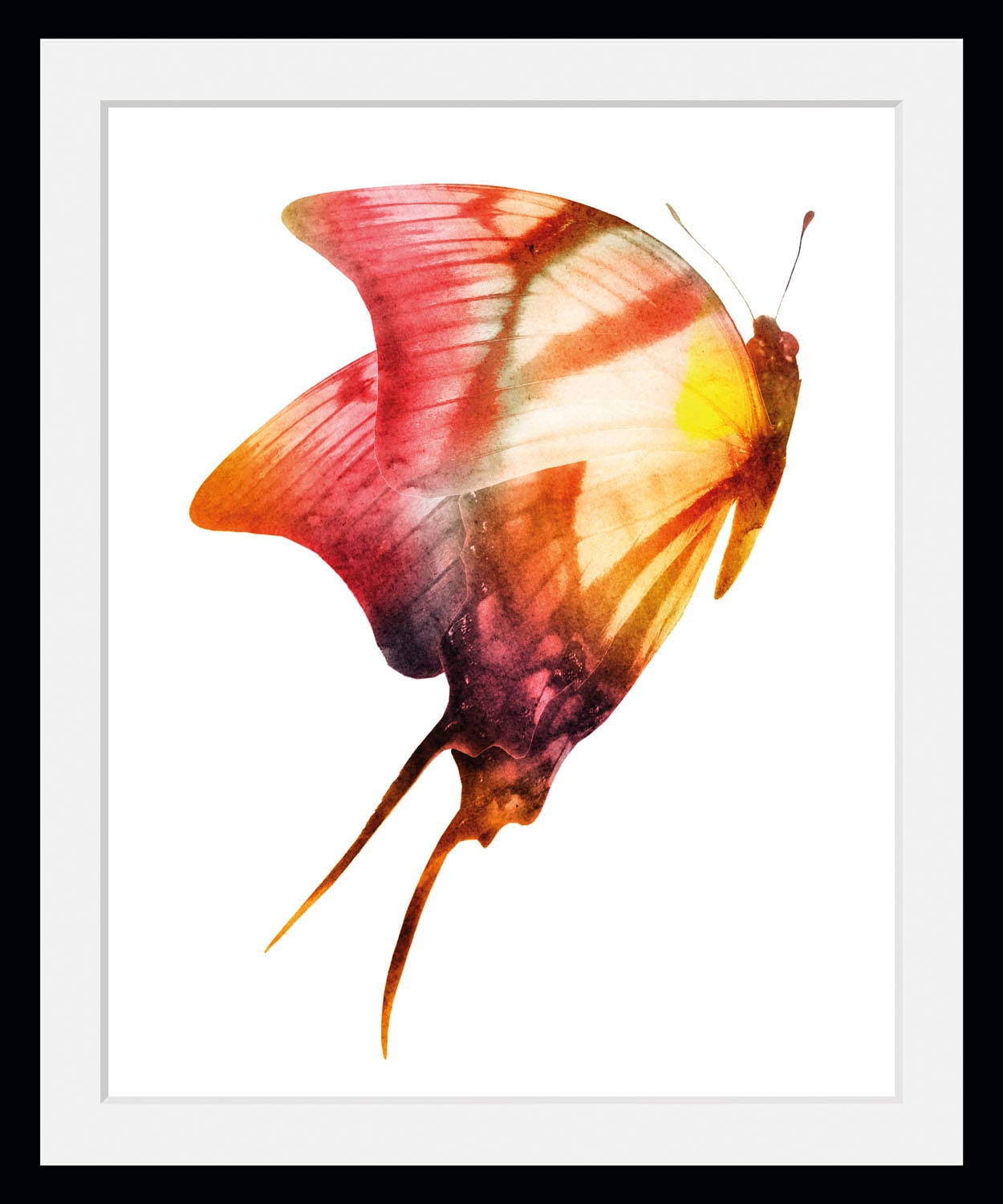 queence Bild »Darleen«, Schmetterlinge-Kunst-Insekten, (1 St.), HD Premium günstig online kaufen