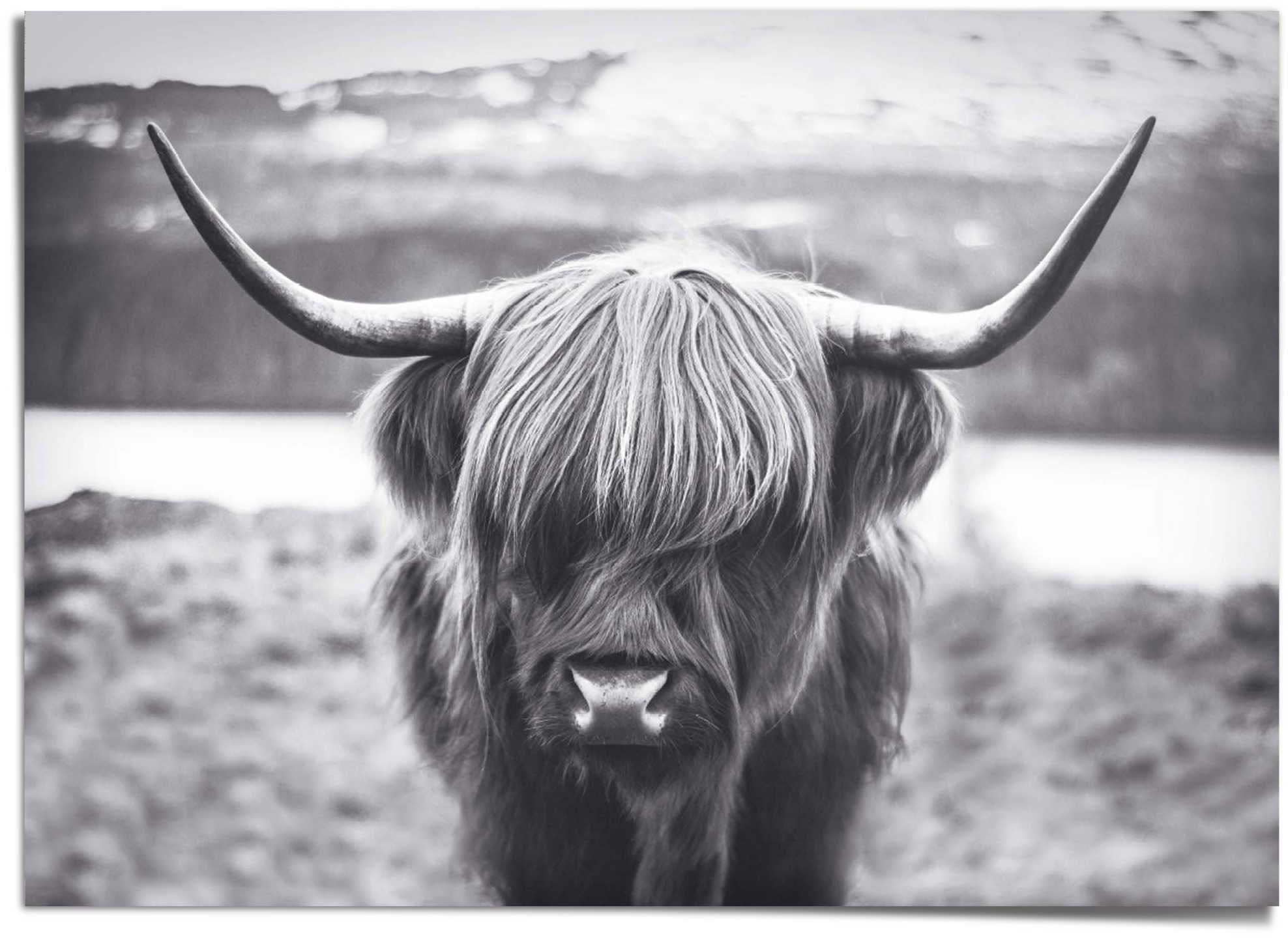 Reinders! »Hochländer kaufen online Poster Kuh«