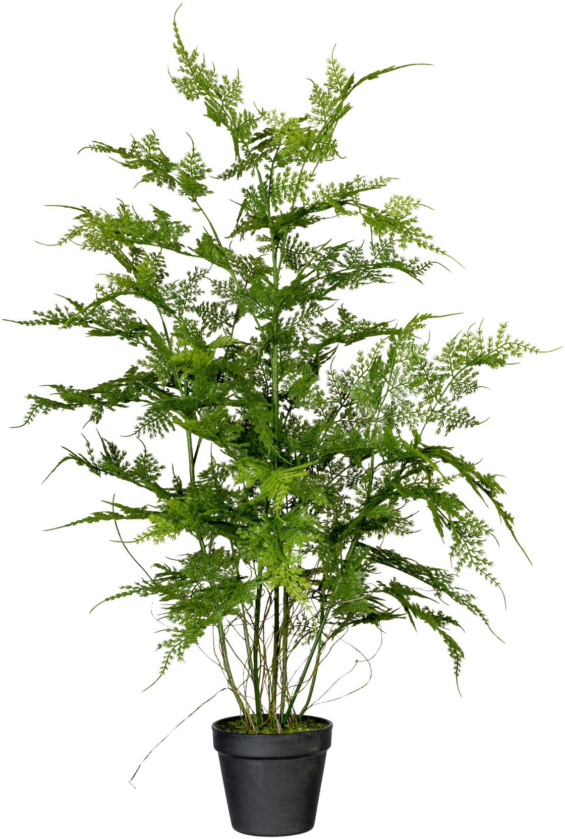 »Farn Zimmerpflanze plumosus« bestellen Rechnung auf Creativ Asparagus Künstliche green