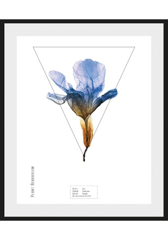 andas Bild »Pflanze Iris«, mit Rahmen kaufen