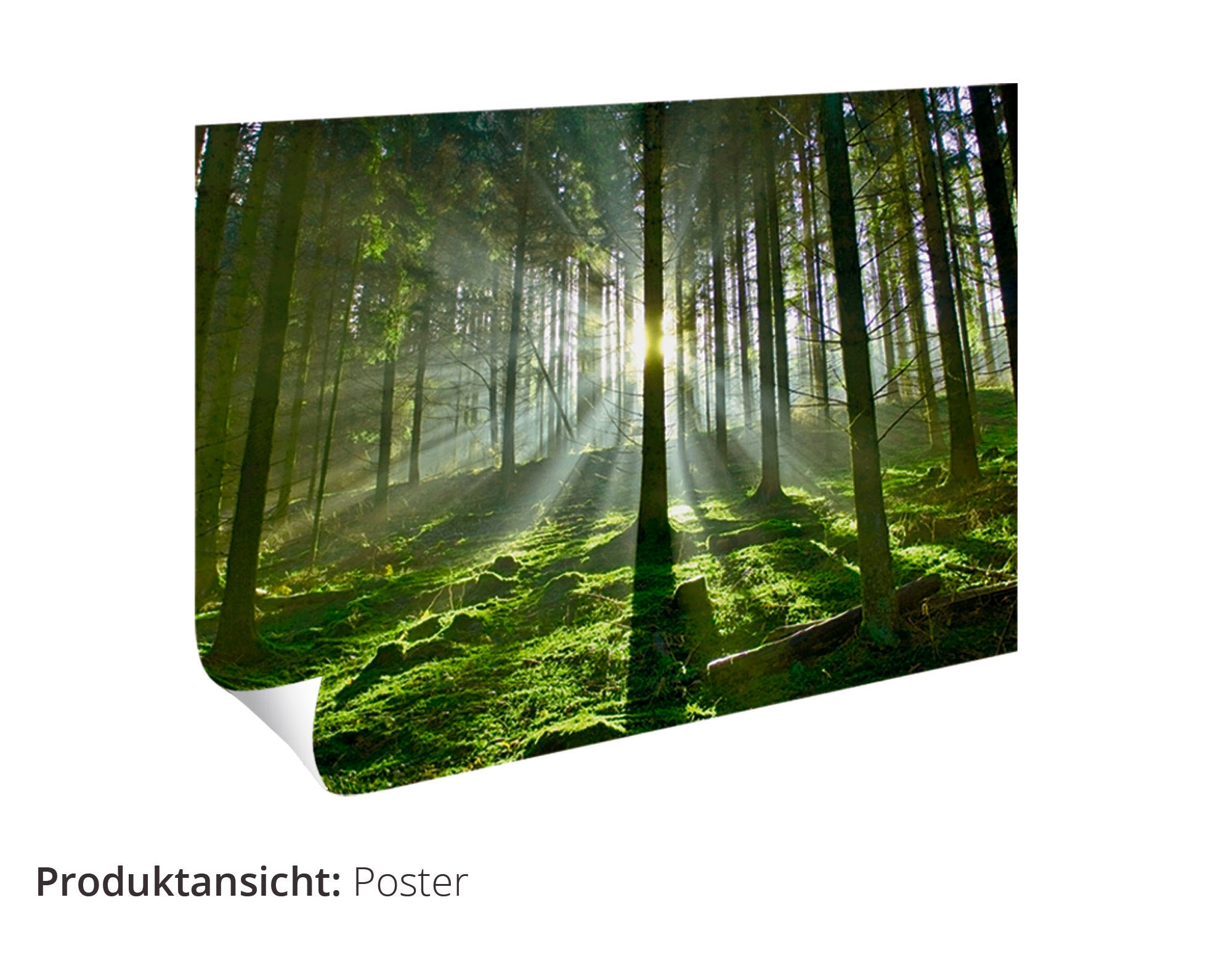 Artland Wandbild »Schöner Herbsttag 2«, Wald, (1 St.), als Alubild, Outdoorbild, Leinwandbild, Poster in verschied. Größen