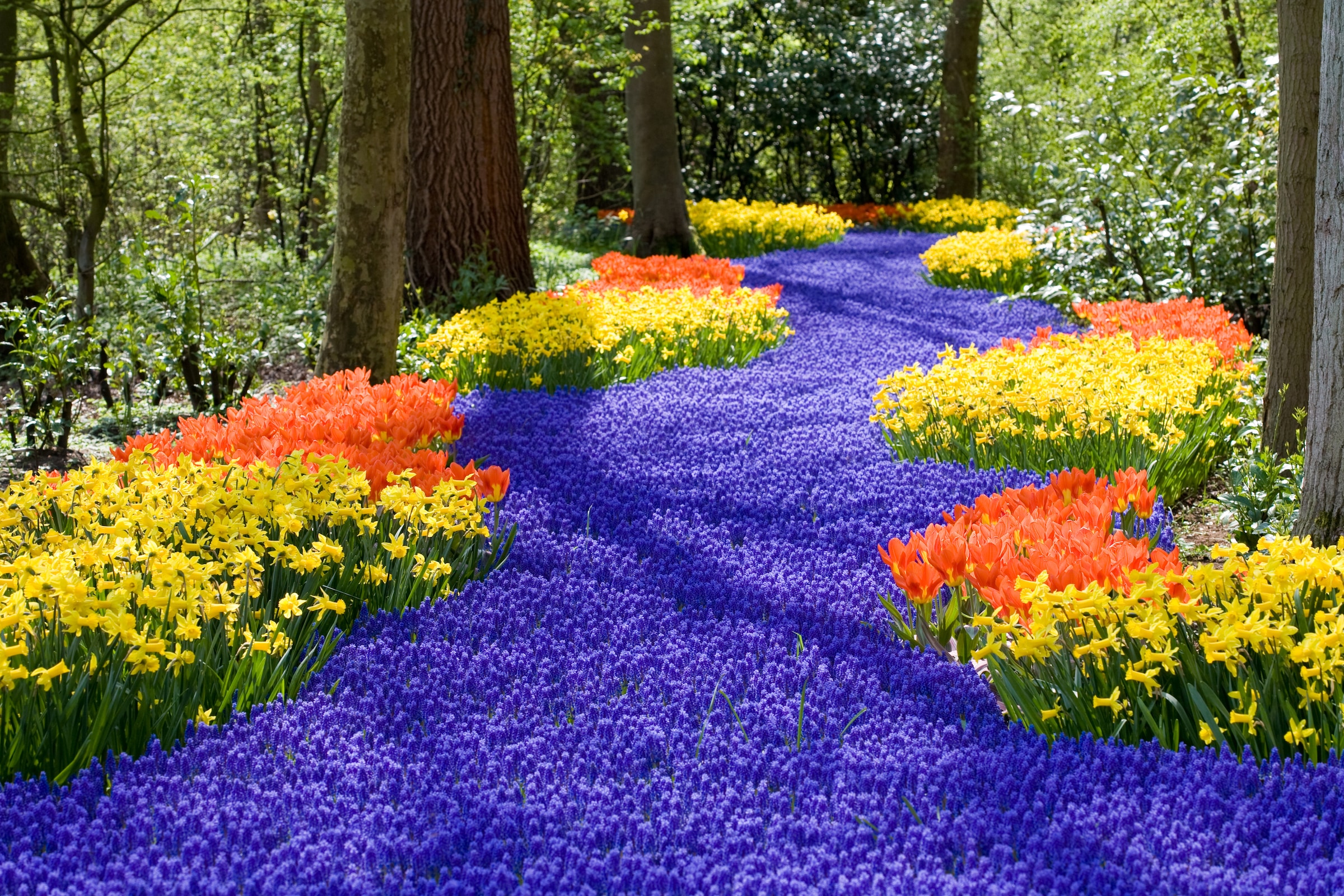 Papermoon Fototapete »Spring Flowers« glatt günstig online kaufen
