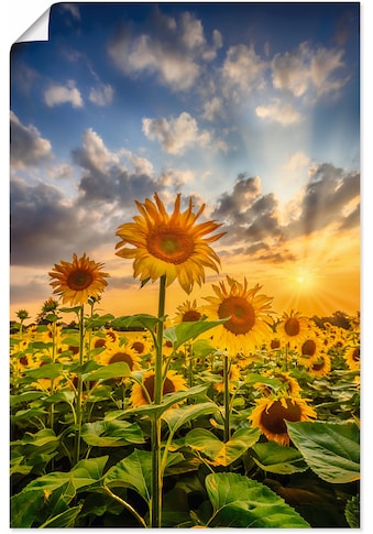 Wandbild »Sonnenblumen im Sonnenuntergang«, Blumenbilder, (1 St.)