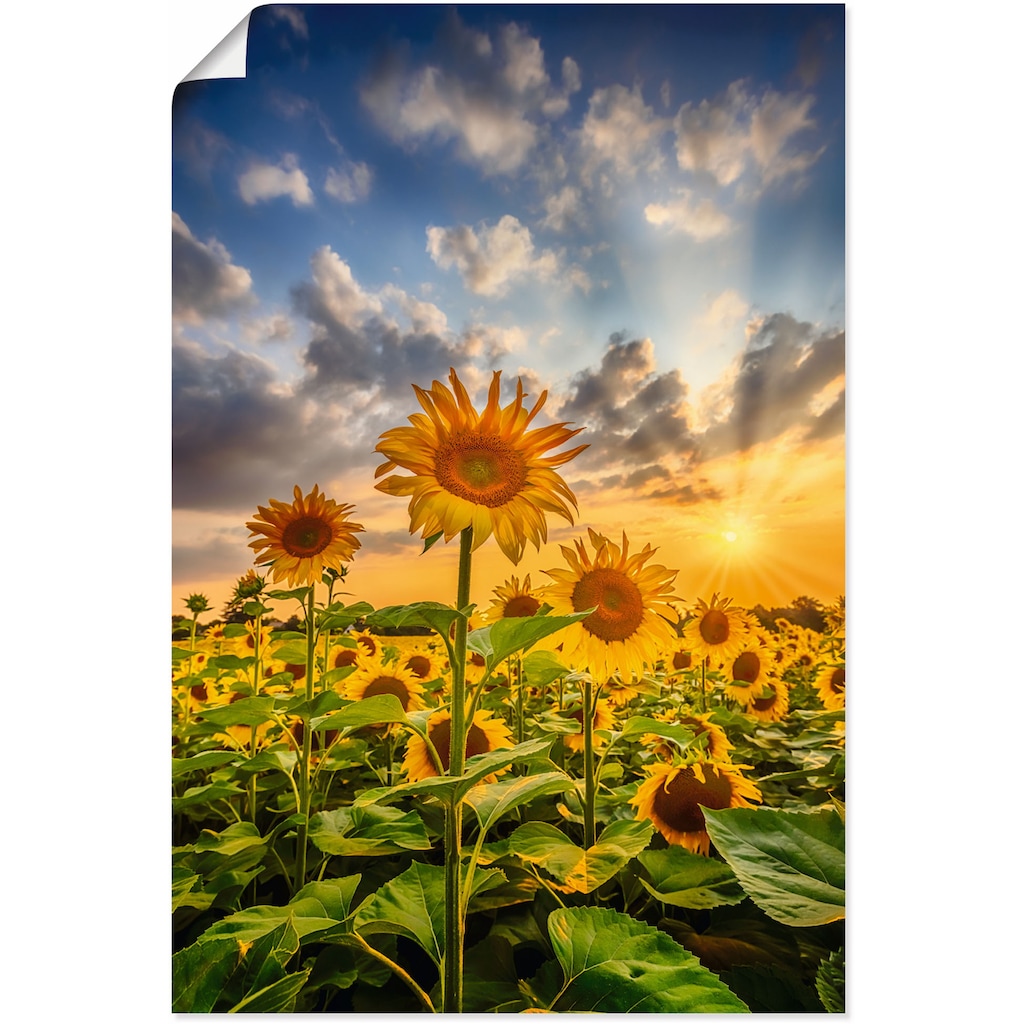 Artland Wandbild »Sonnenblumen im Sonnenuntergang«, Blumenbilder, (1 St.)