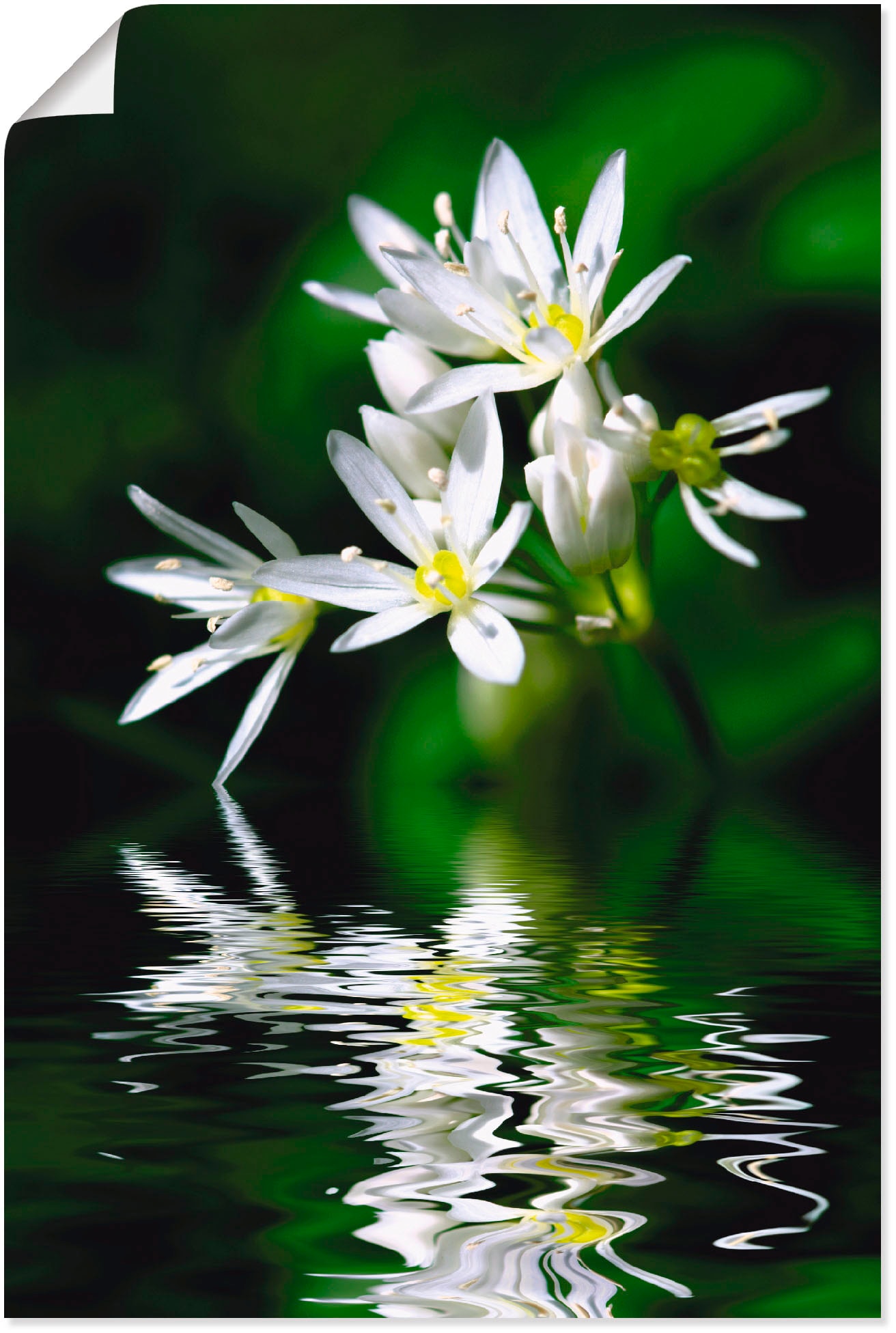 Artland Wandbild »Bärlauchblüten mit Wasserspiegelung«, Lebensmittel, (1 St.), als Leinwandbild, Poster in verschied. Größen