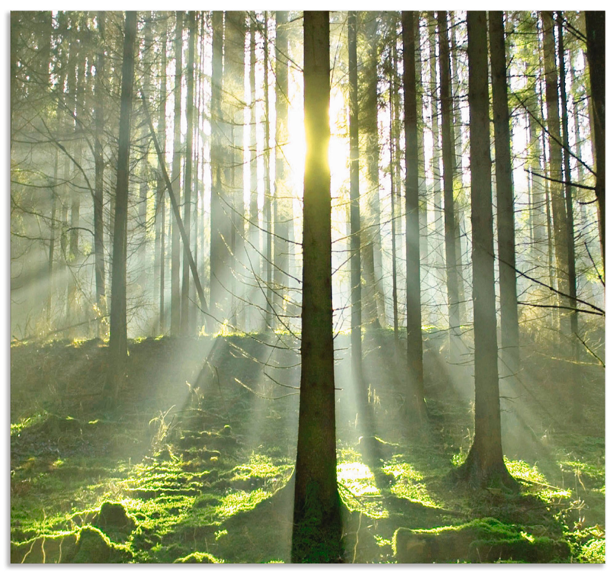 Artland Küchenrückwand »Wald im Gegenlicht«, (1 tlg.), Alu Spritzschutz mit günstig online kaufen