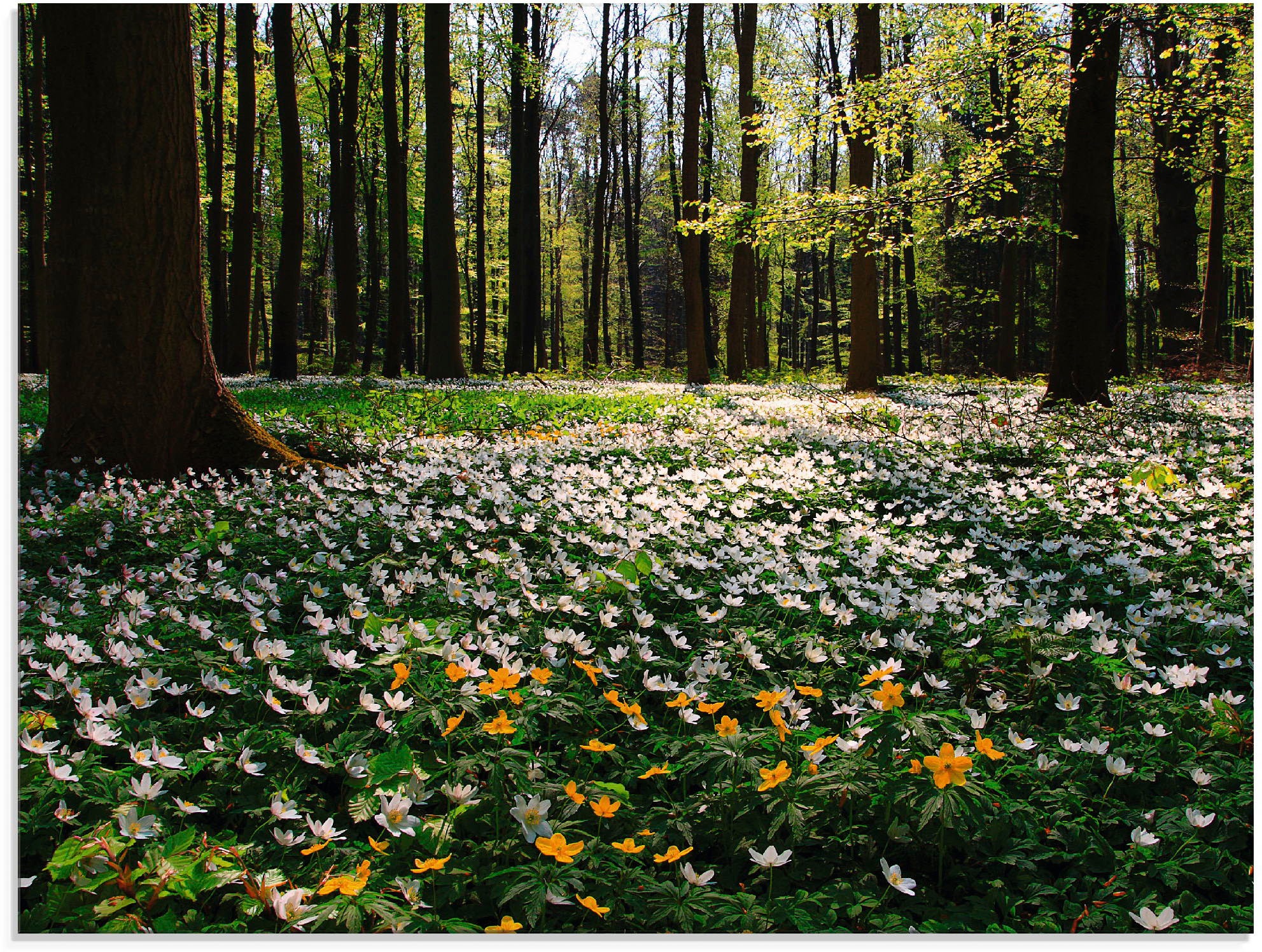 Artland Glasbild »Frühlingswald bedeckt mit Windröschen«, Wald, (1 St.), in günstig online kaufen