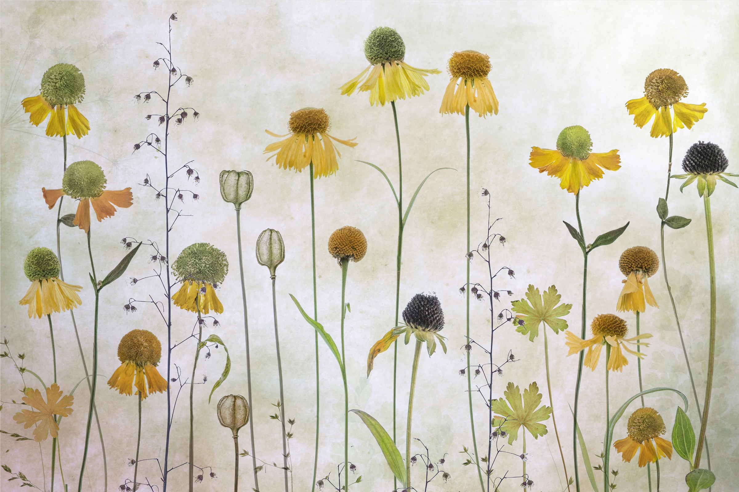 Papermoon Fototapete »Photo-Art MANDY DISHER, HELENIUM« günstig online kaufen