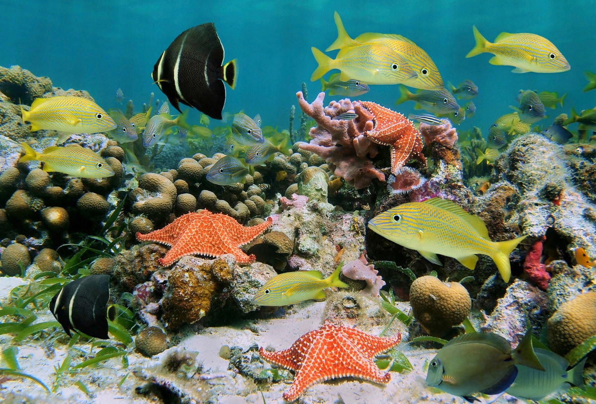 Papermoon Fototapete »Fische mit Seesternen« günstig online kaufen