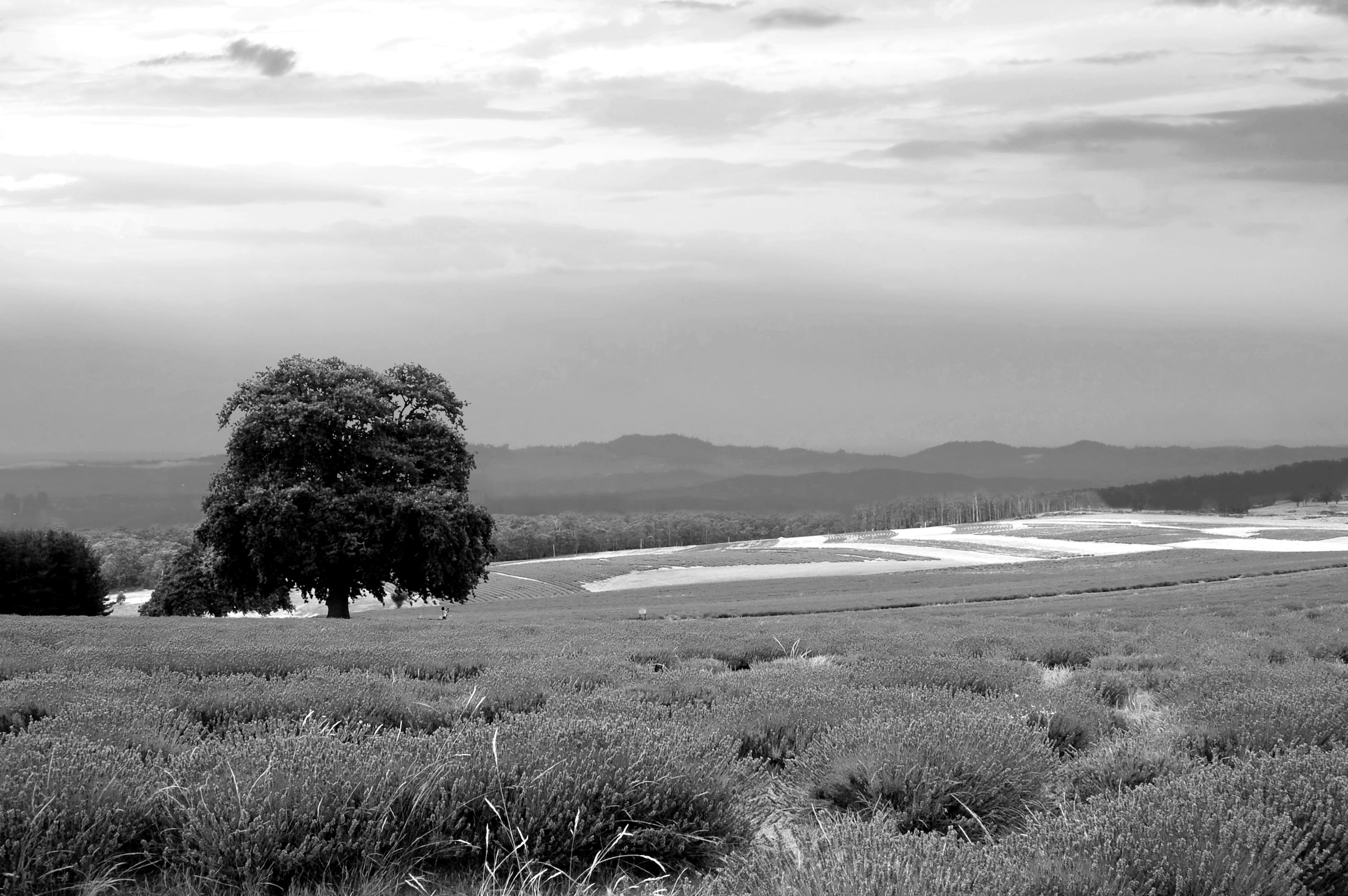 Papermoon Fototapete »Landschaft schwarz & weiß« günstig online kaufen