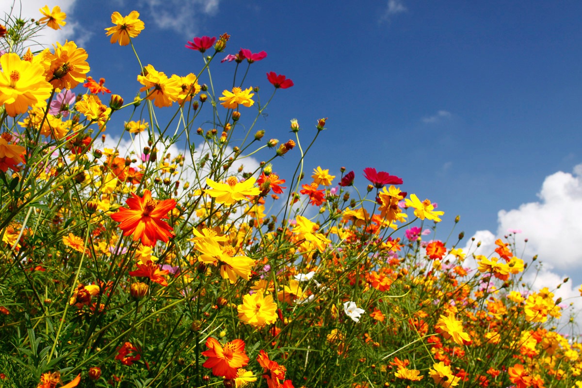 Papermoon Fototapete »Blumenwiese«