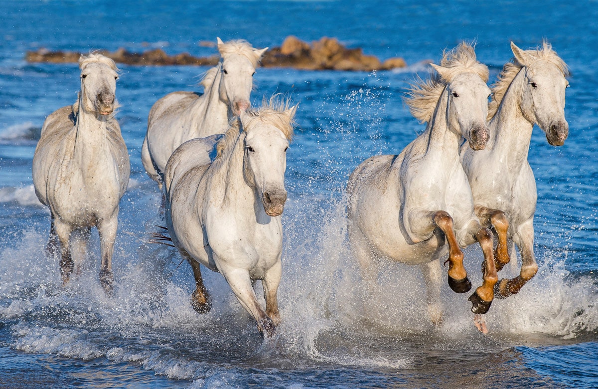 Papermoon Fototapete »PFERDE-CAMARGUE GALLOP STRAND MEER TIERE KÜSTE PROVEN günstig online kaufen