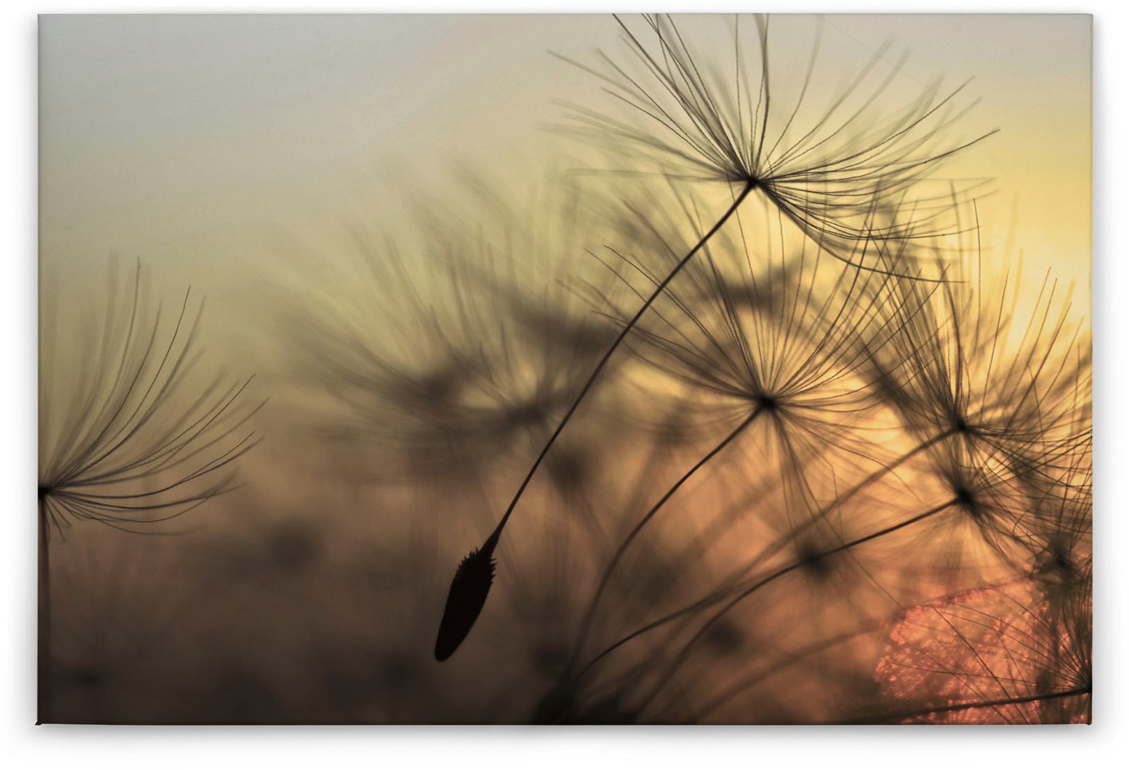 A.S. Création Leinwandbild »Flying Dandelion«, Keilrahmenbild