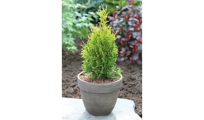 BCM Hecken »Lebensbaum 'White Smaragd'«, (1 St.), Höhe: 60-80 cm, 1 Pflanze kaufen