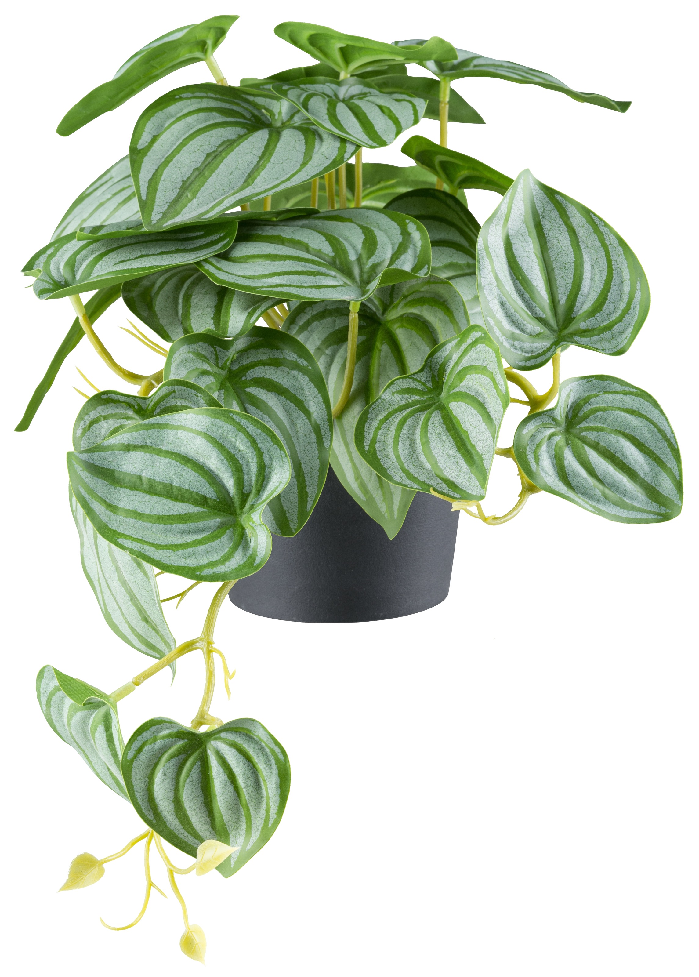 Creativ green Kunstpflanze »Peperomia«, mit naturgetreuem Blattwerk Peperomia