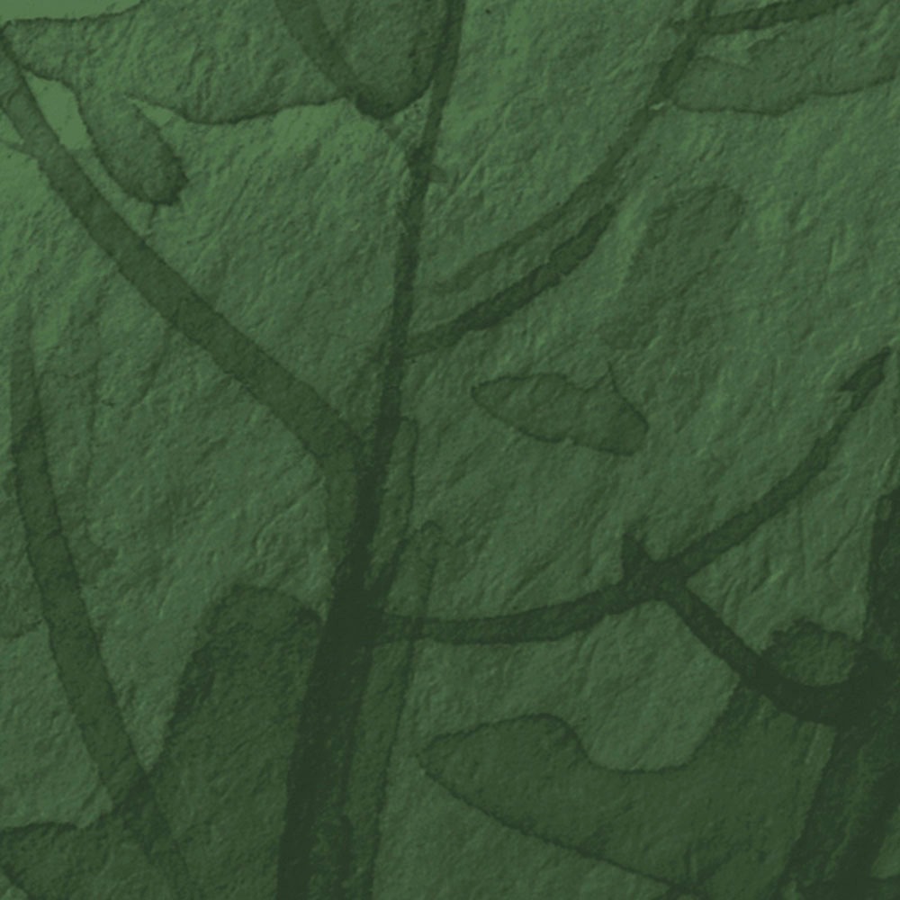 Komar Fototapete »Digitaldruck Vlies - Botanic Harmony - Größe 500 x 250 cm«, bedruckt, Wohnzimmer, Schlafzimmer