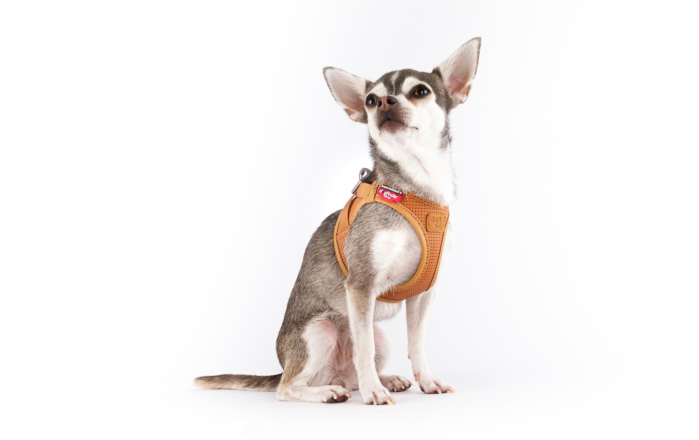 Curli Hunde-Geschirr »Geschirr Apfelleder« Leder