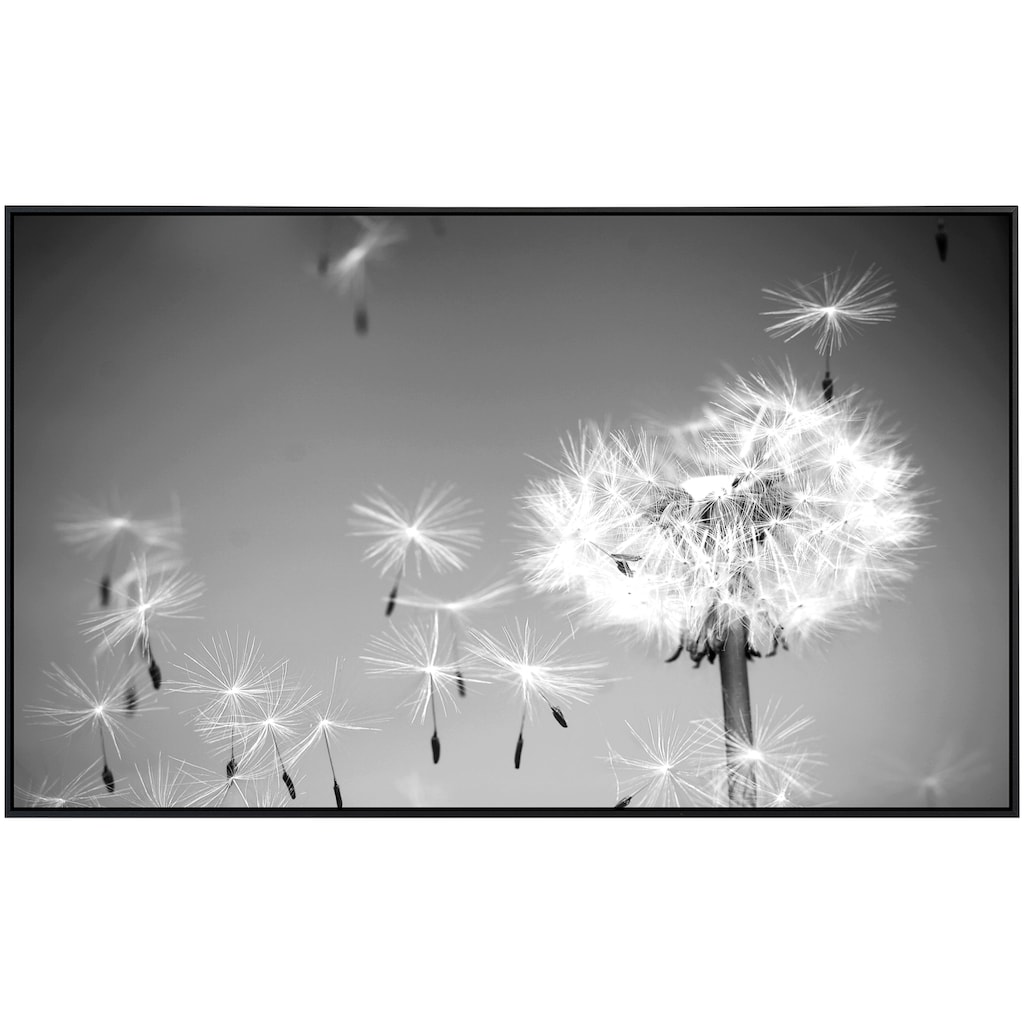 Papermoon Infrarotheizung »Pusteblume Schwarz & Weiß«, sehr angenehme Strahlungswärme