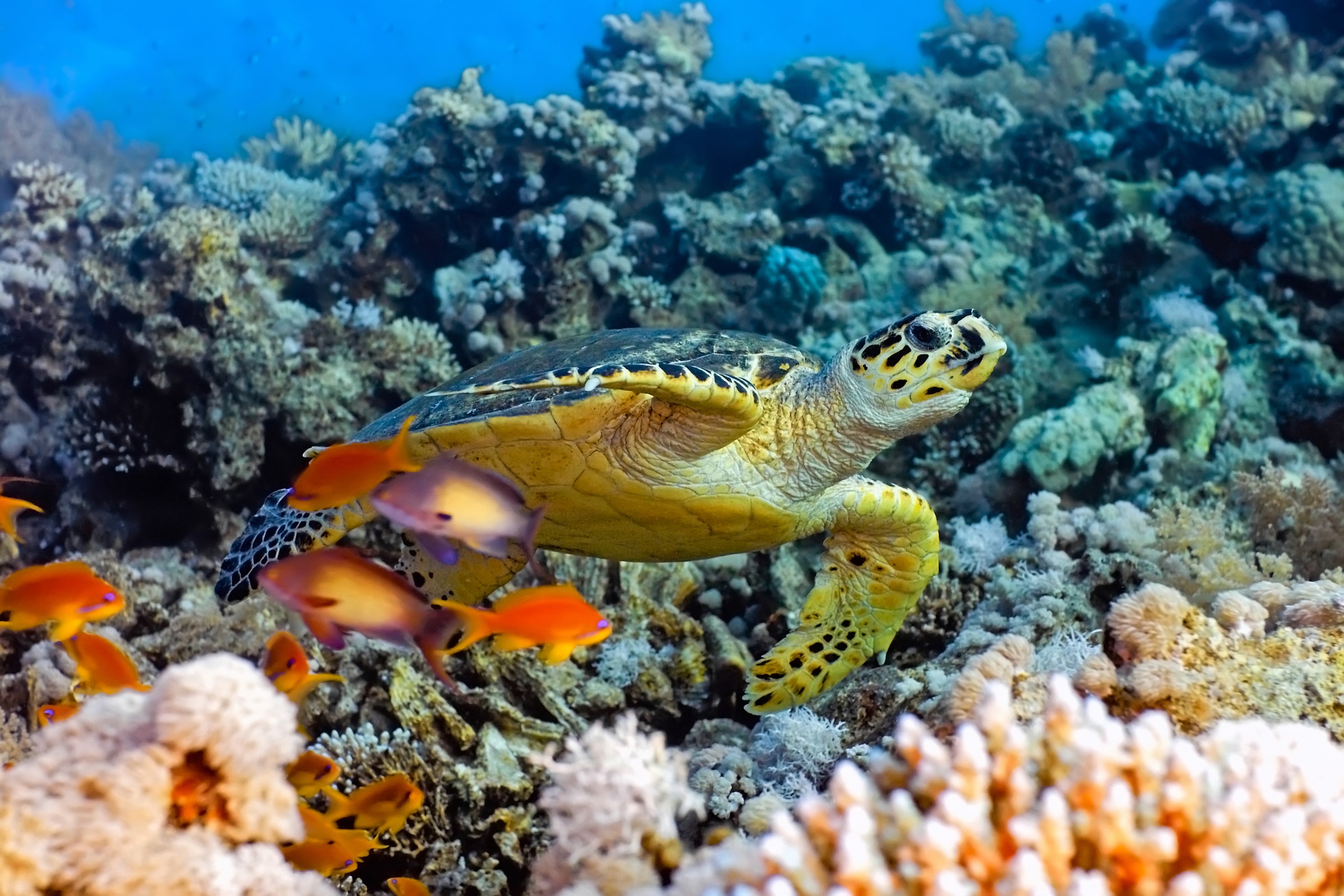 Papermoon Fototapete »Sea Turtle« glatt günstig online kaufen