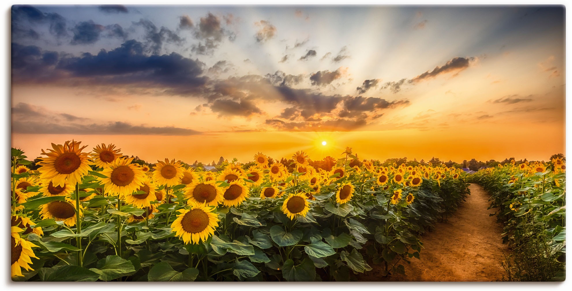 Artland Wandbild »Sonnenblumenfeld bei Sonnenuntergang«, Blumenbilder, (1 S günstig online kaufen