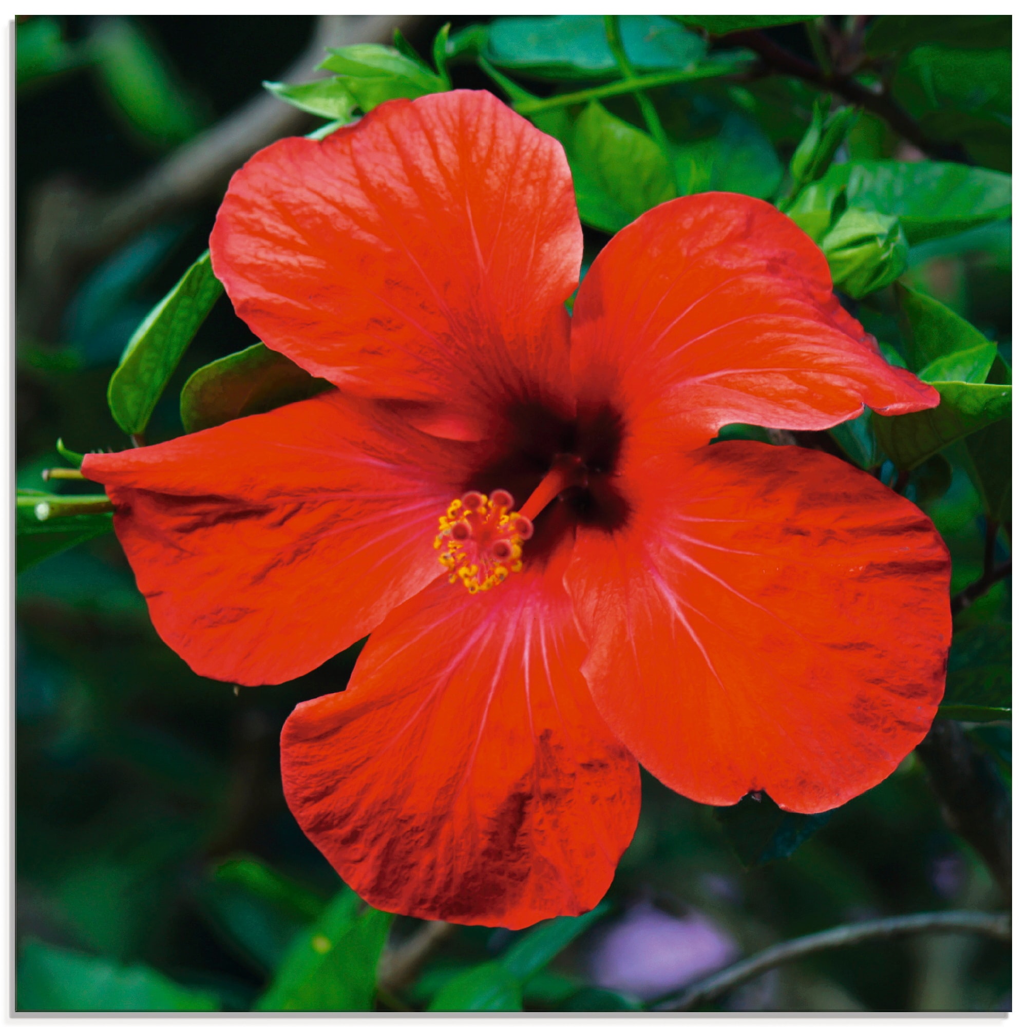 verschiedenen in »Hawaiiblume«, St.), kaufen (1 Größen auf Blumen, Artland Rechnung Glasbild