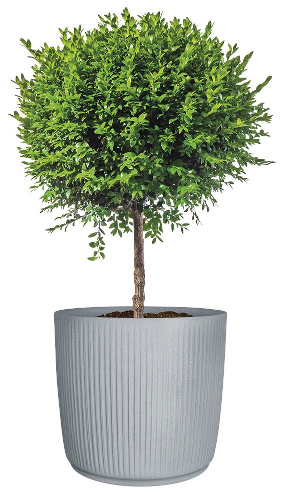 Scheurich Blumentopf »47/259 linetto«