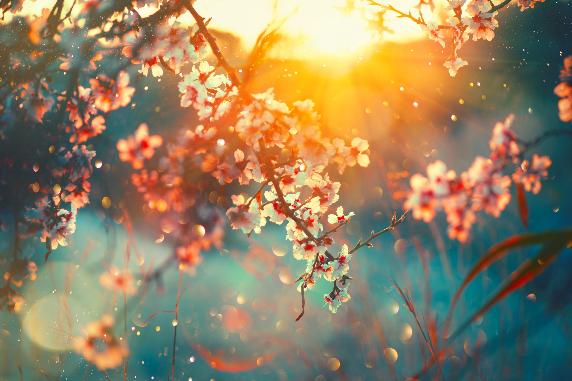 queence Leinwandbild »Cherry Blossom«, Blätter-Blätterbilder-Blumen-Blumenb günstig online kaufen