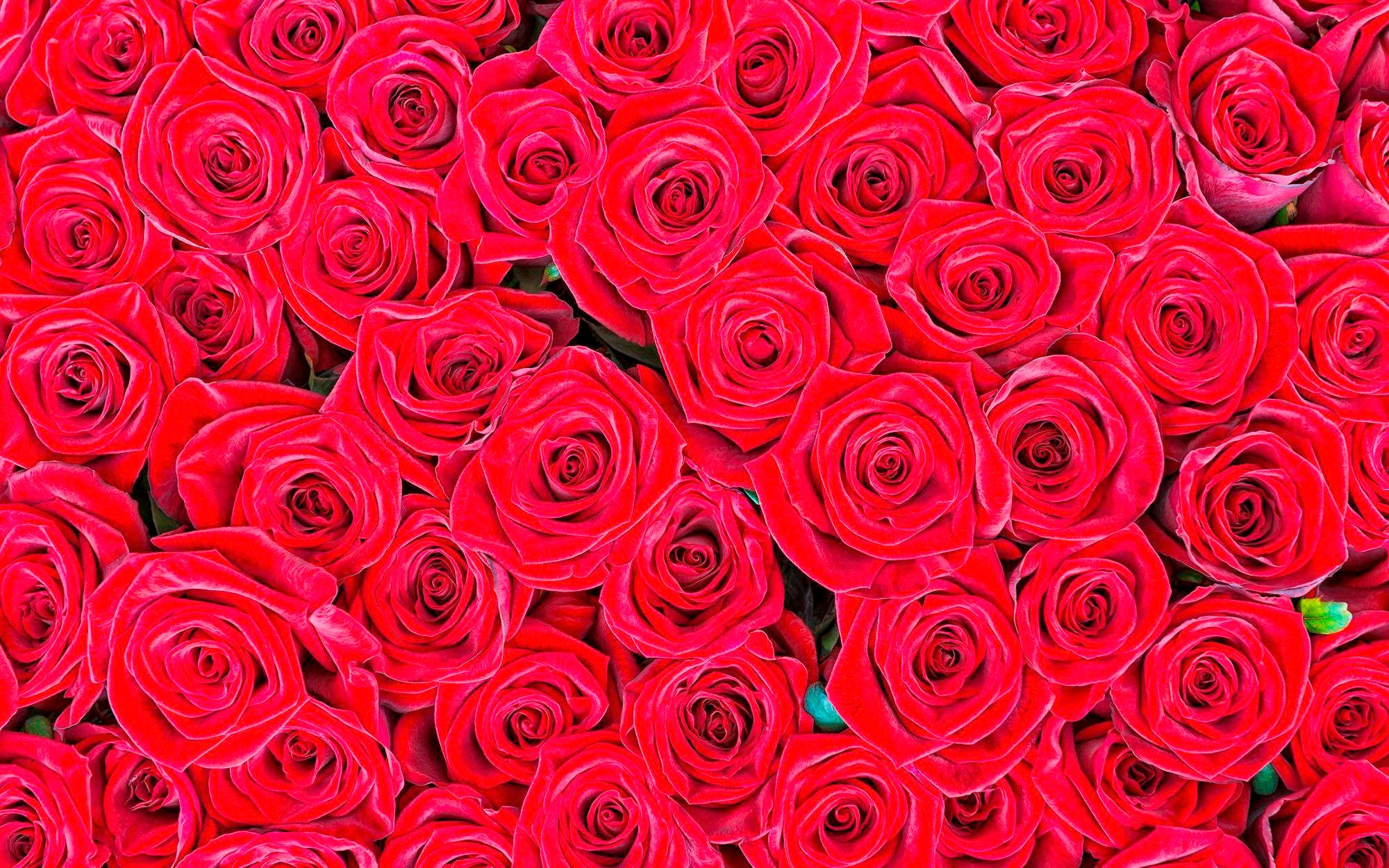 living walls Fototapete »rote Rosen« glatt Vlies, Wand, Schräge