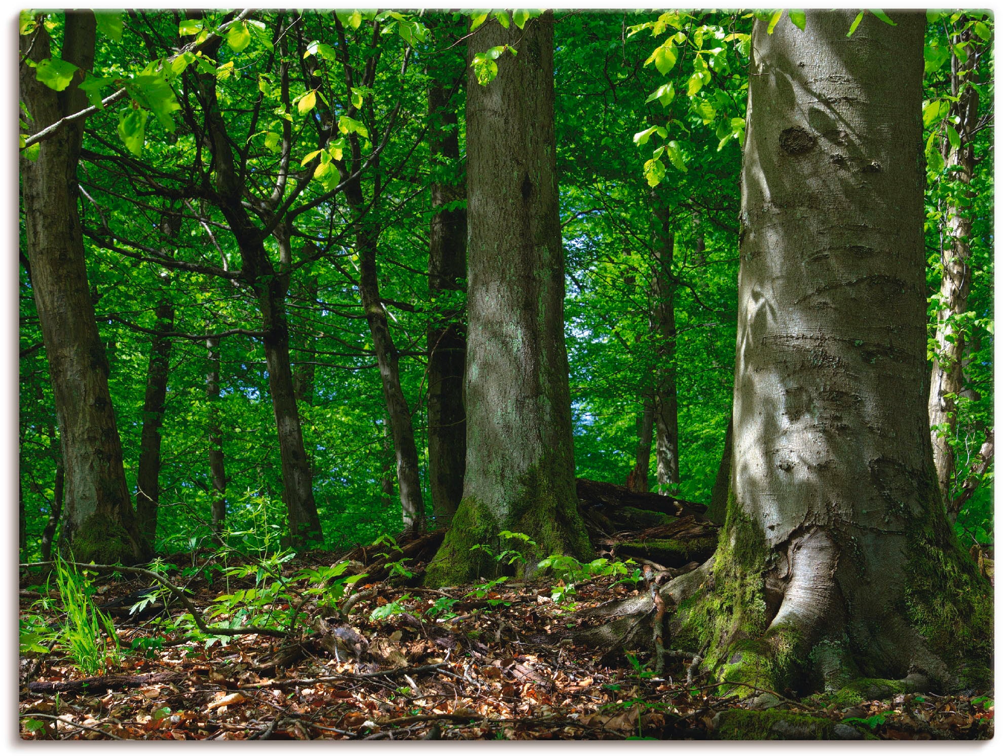 Artland Leinwandbild »Frühling im Buchenwald«, Wald, (1 St.), auf Keilrahme günstig online kaufen