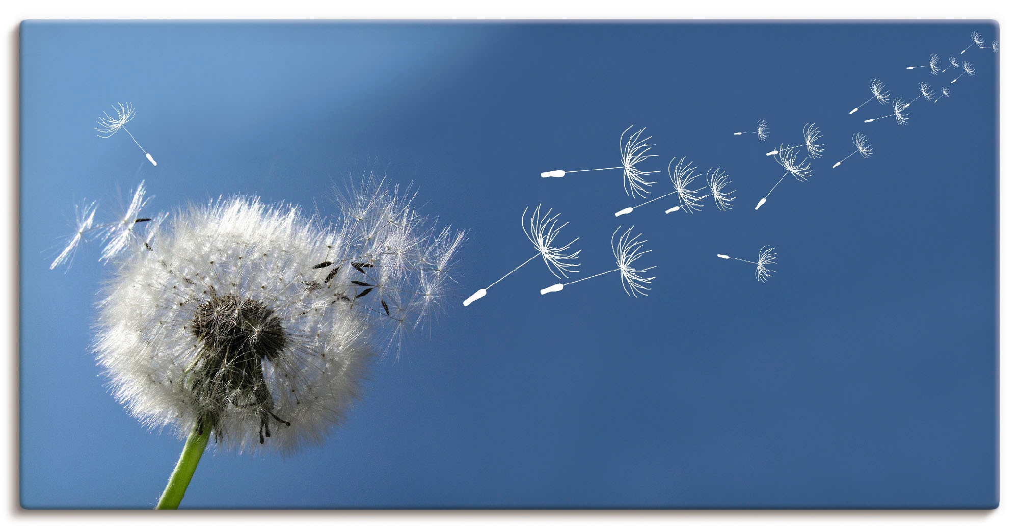 Artland Wandbild »Pusteblume« 1 Stk. tlg. als Alubild, Outdoorbild, Leinwan günstig online kaufen
