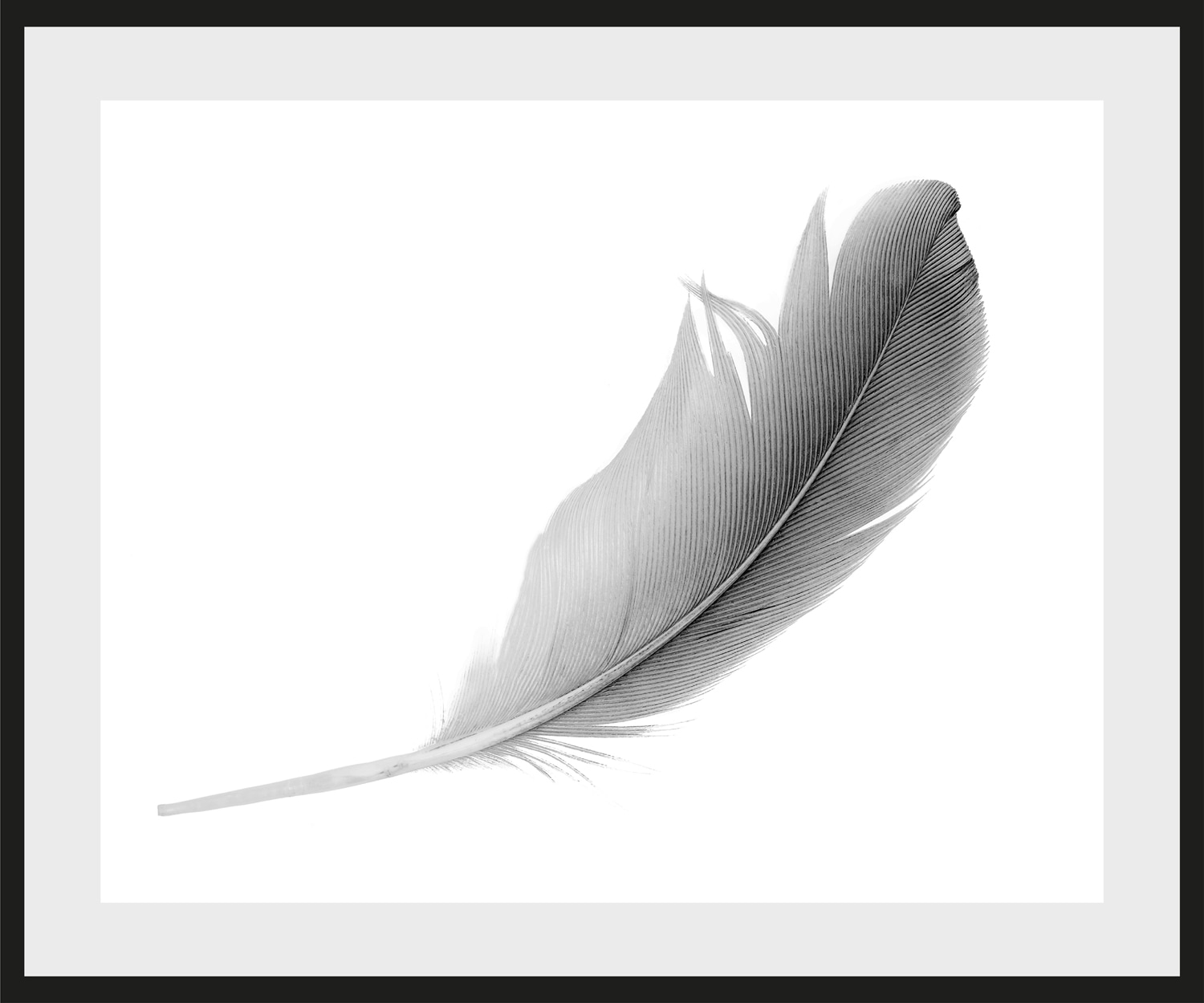 queence Bild »Madita« Federn | Kunst | Schwarz-Weiß Federn, gerahmt