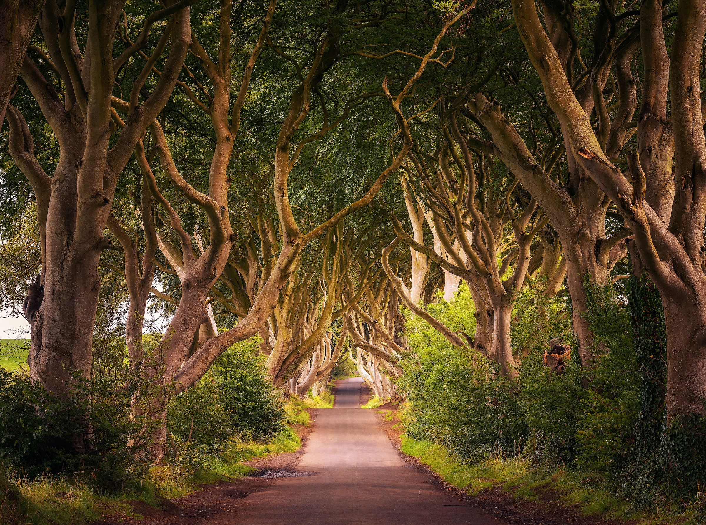 Papermoon Fototapete »Dark Hedges Tree Tunnel« glatt günstig online kaufen