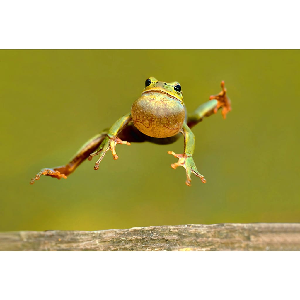 Papermoon Fototapete »Springender Frosch«